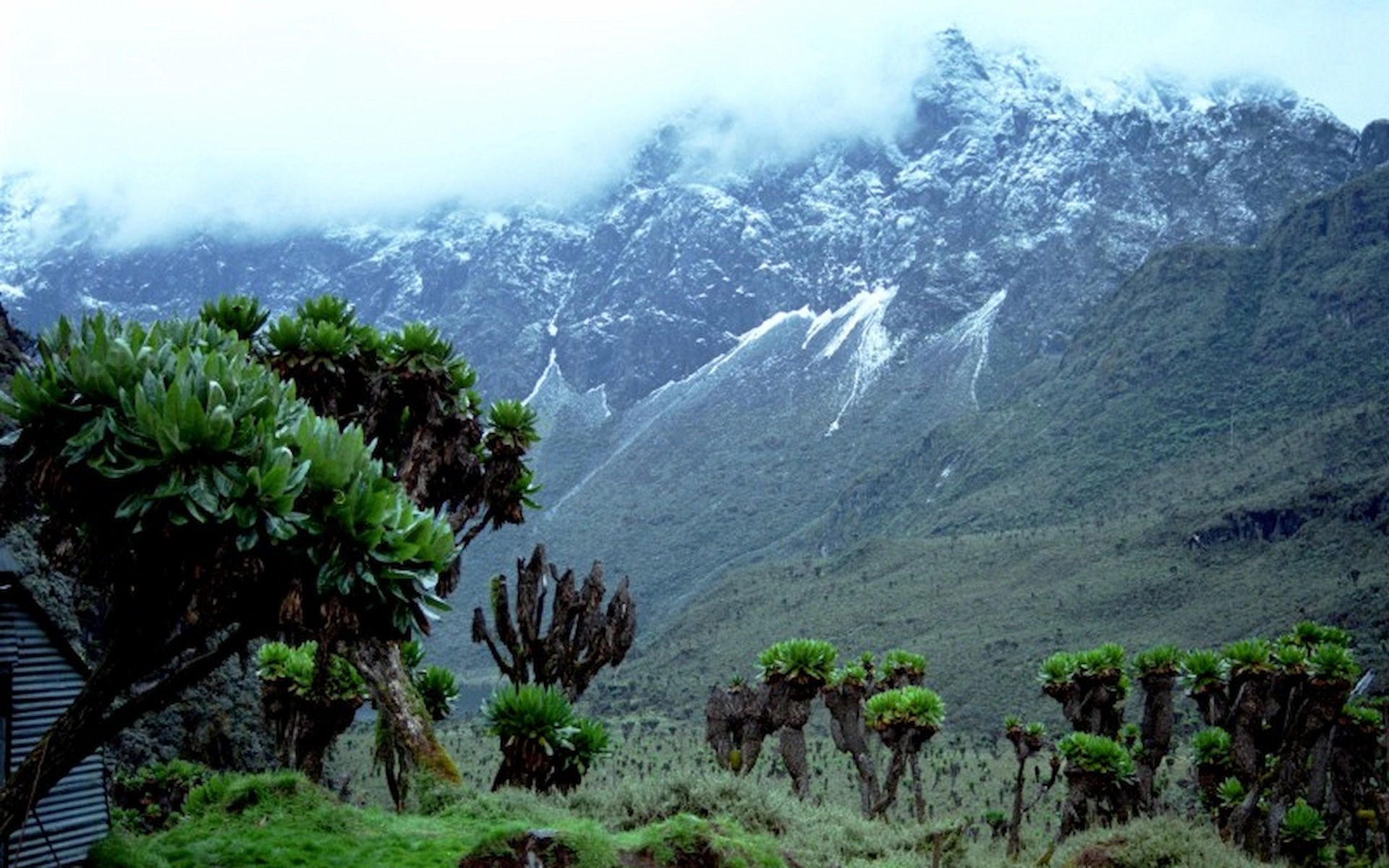 Rwenzori Mountains — photo 5