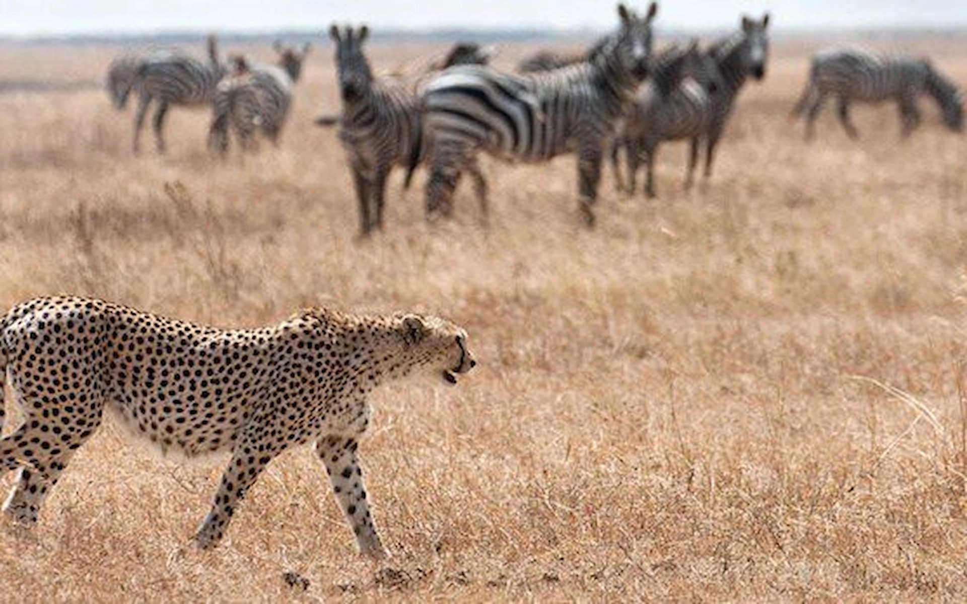  Kidepo Valley National Park — photo 1