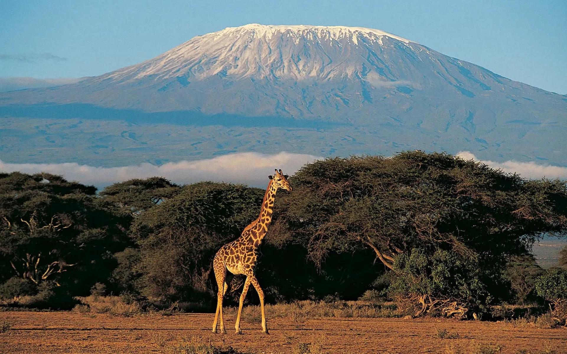 Kilimanjaro National Park — photo 1