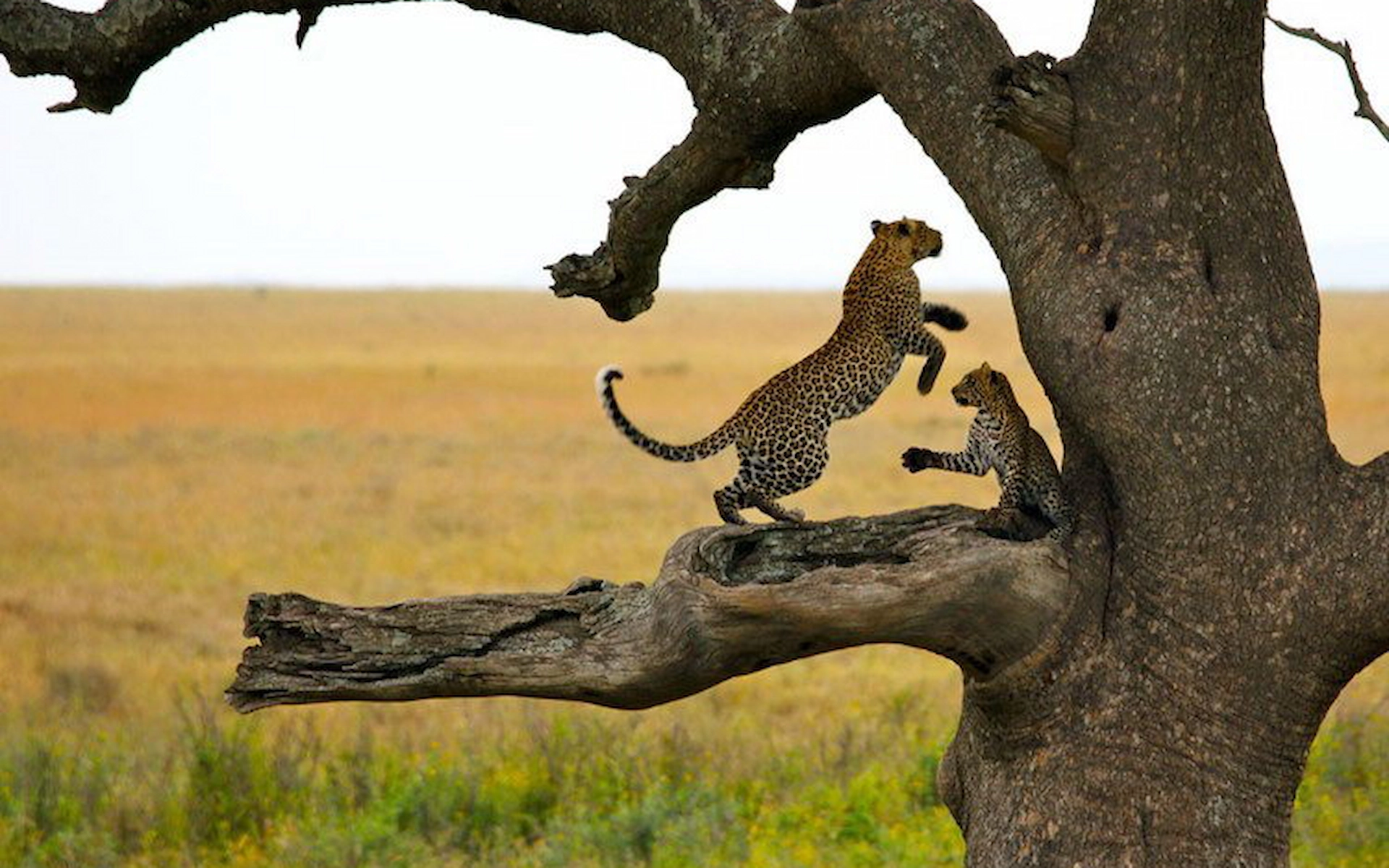 Serengeti National Park — photo 4