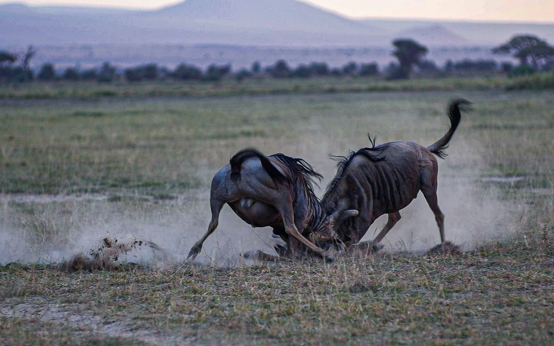 Amboseli National Park — photo 5