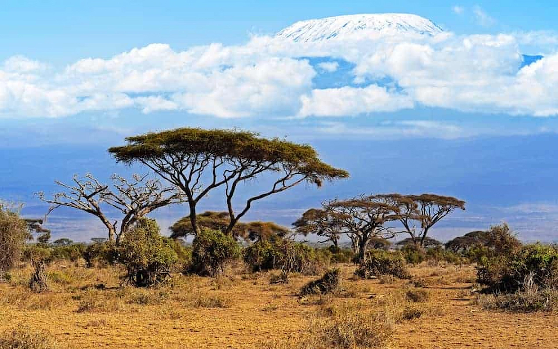 Kilimanjaro National Park — photo 6