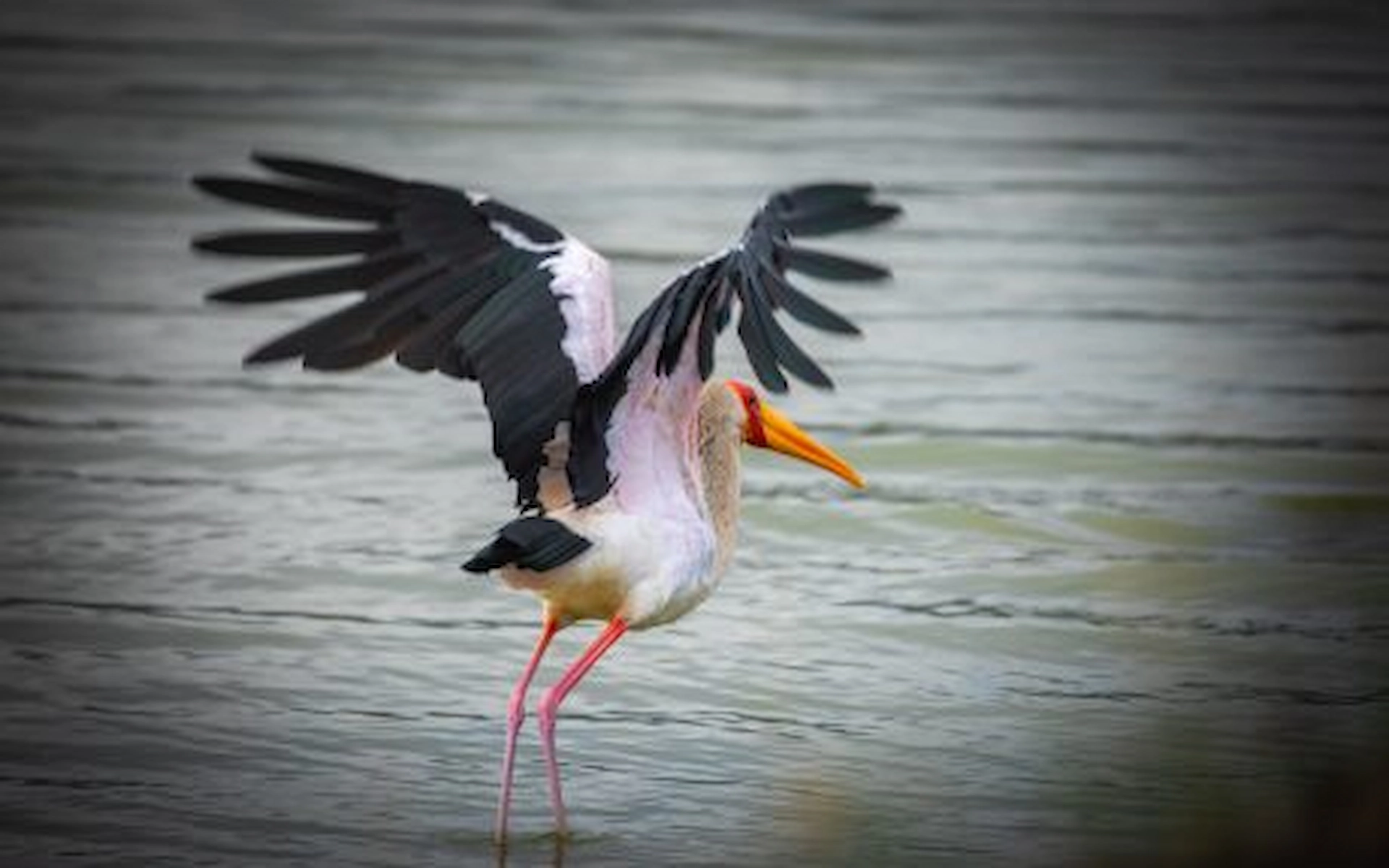  Lake Nakuru National Park — photo 8
