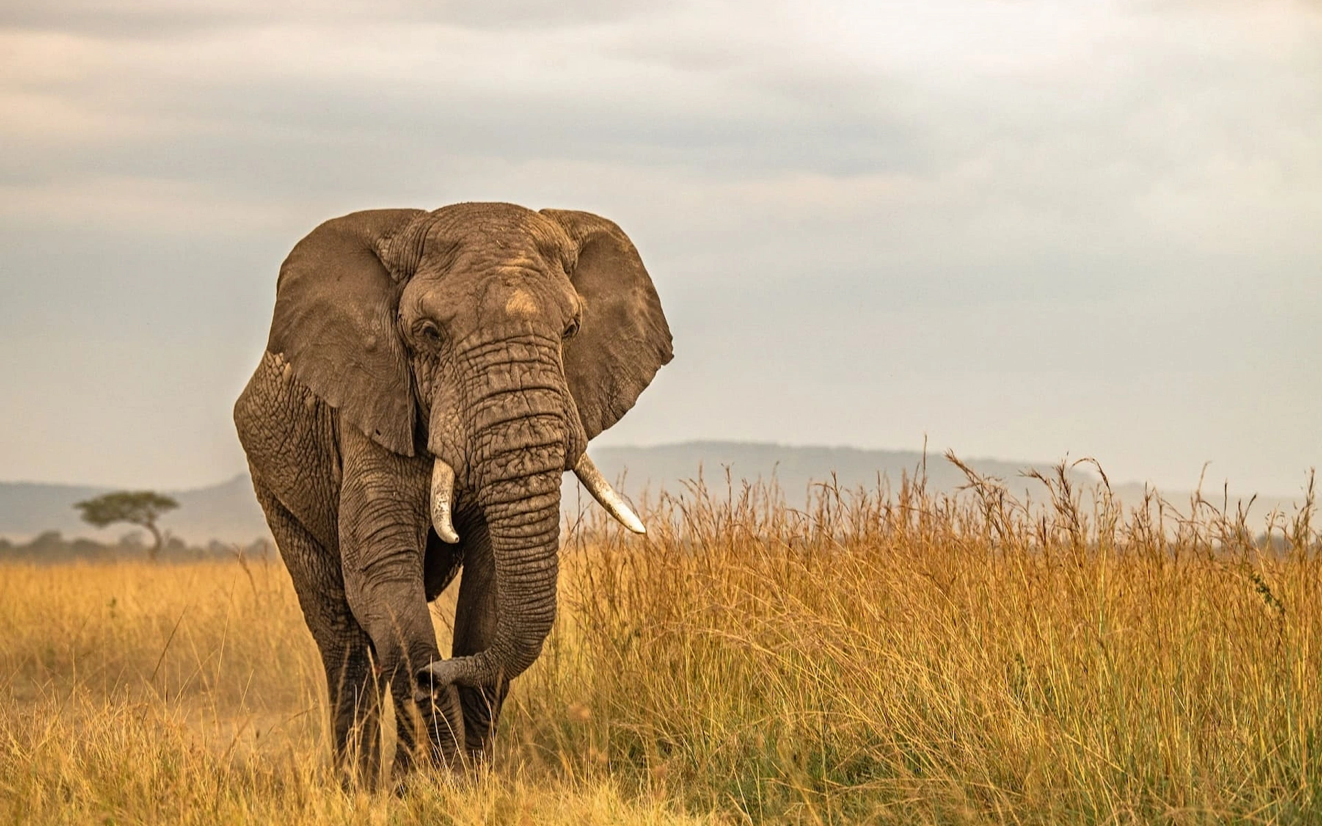 Maasai Mara National Reserve  — photo 2