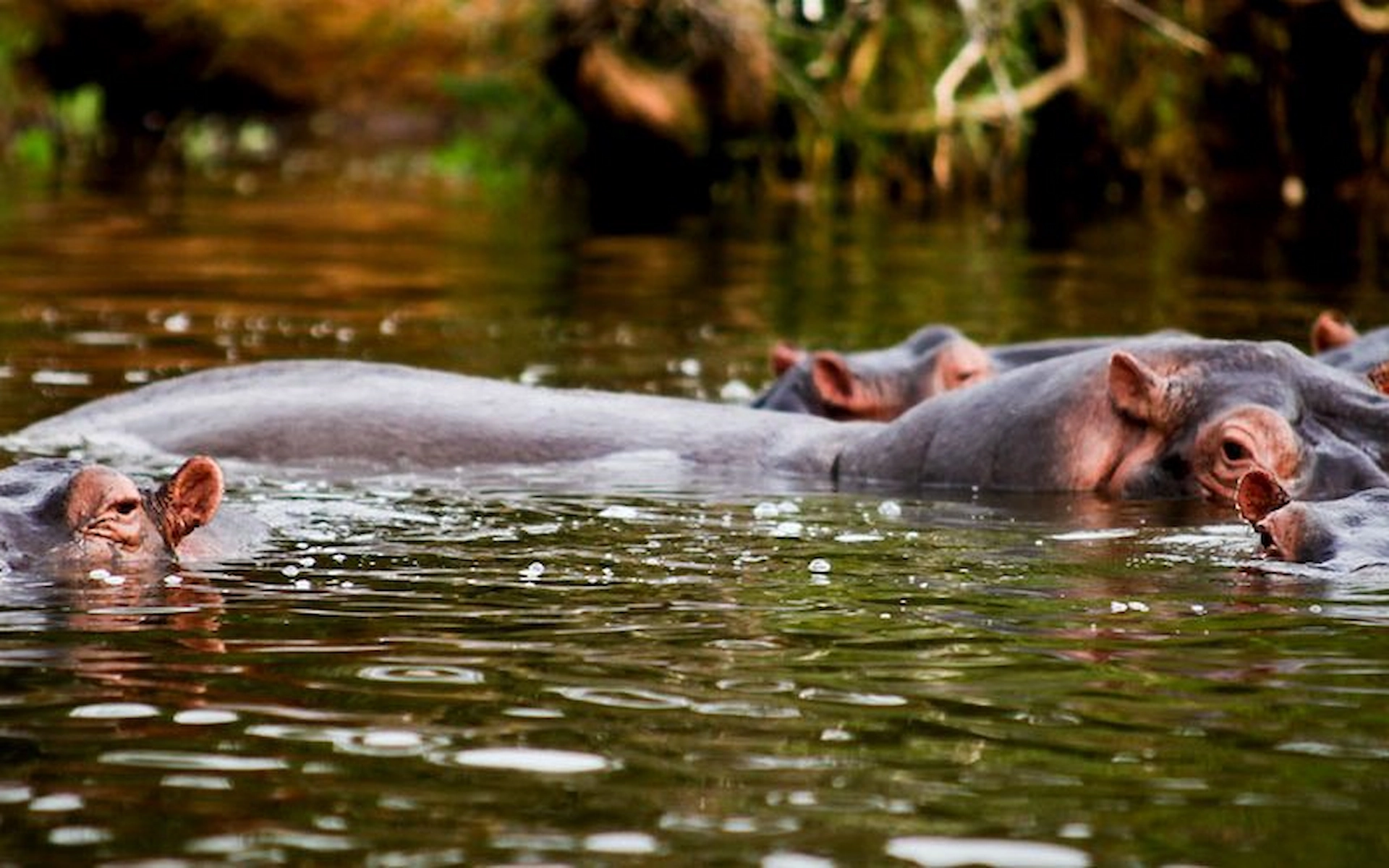 Lake Mburo National Park — photo 4