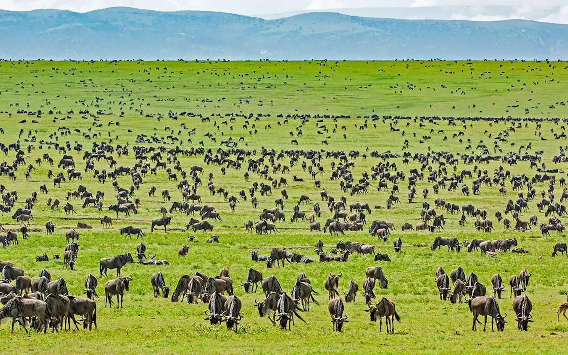 Serengeti National Park — photo 6