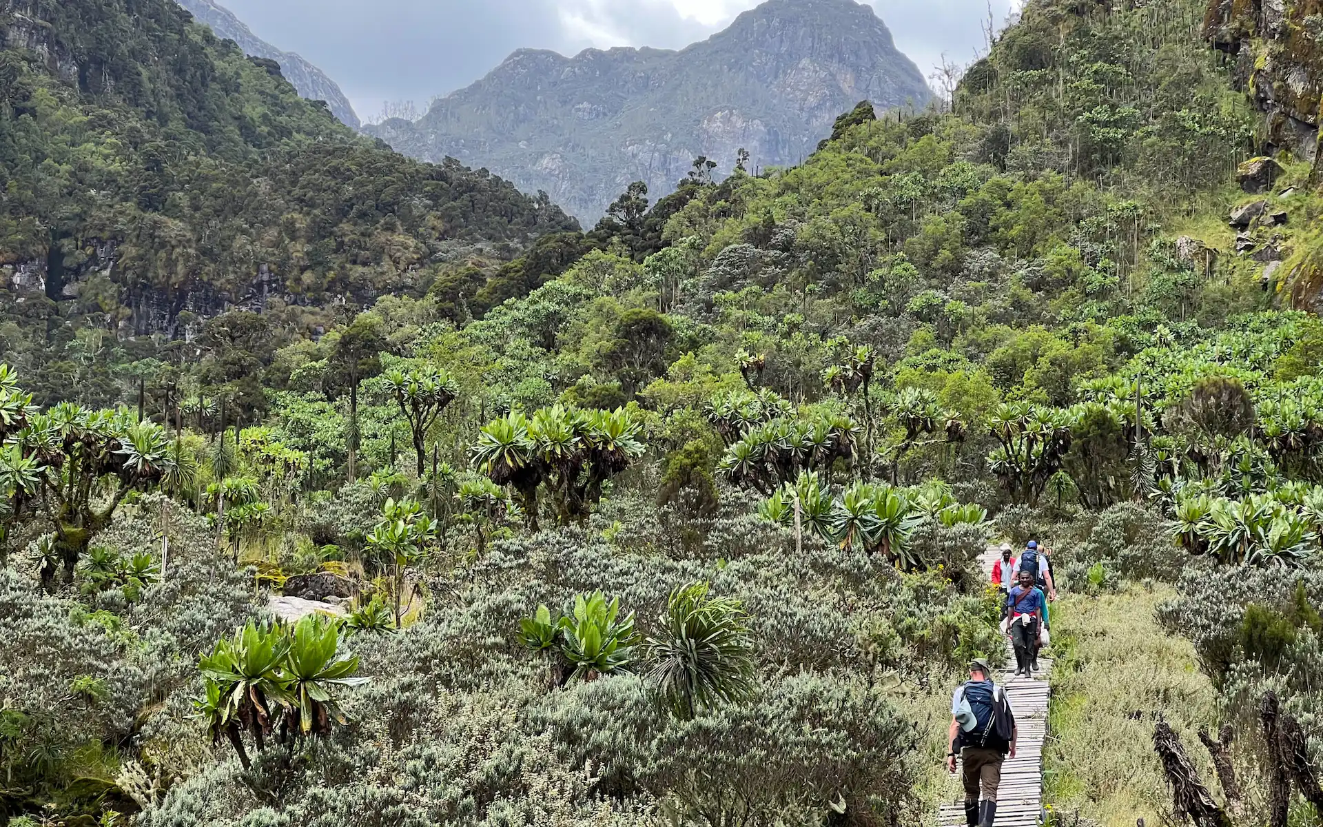 Rwenzori Trek — photo 3
