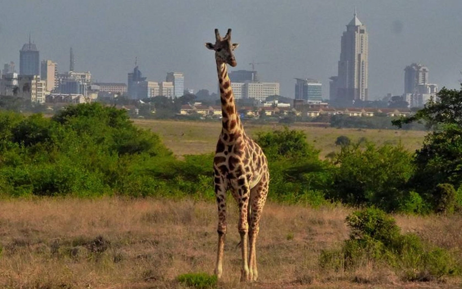 Nairobi National Park — photo 2