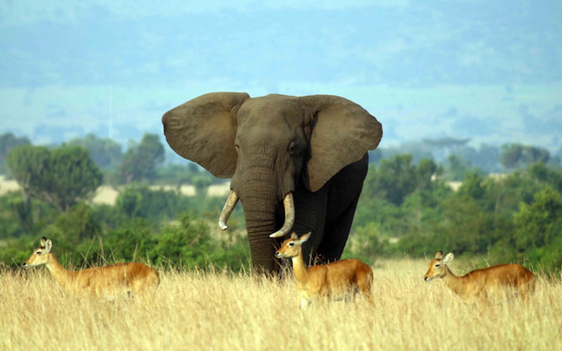 Queen Elizabeth National Park — photo 2