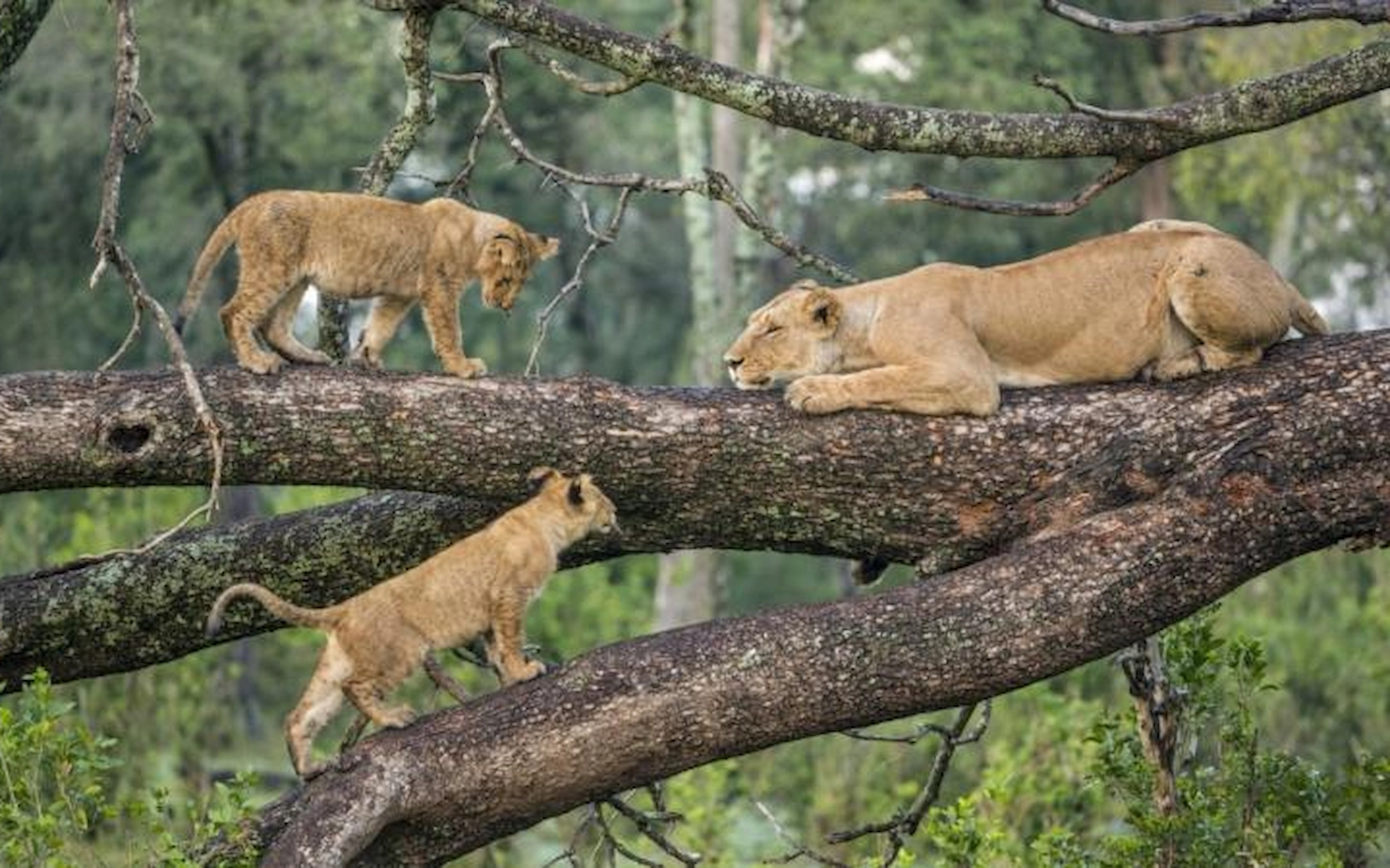 Lake Manyara National Park — photo 4