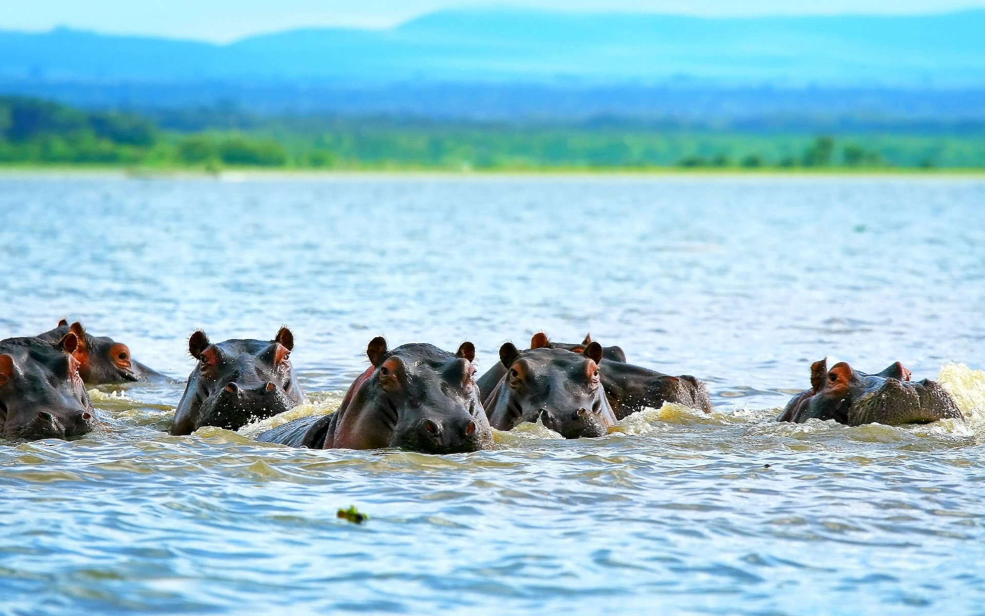 Lake Naivasha — photo 1