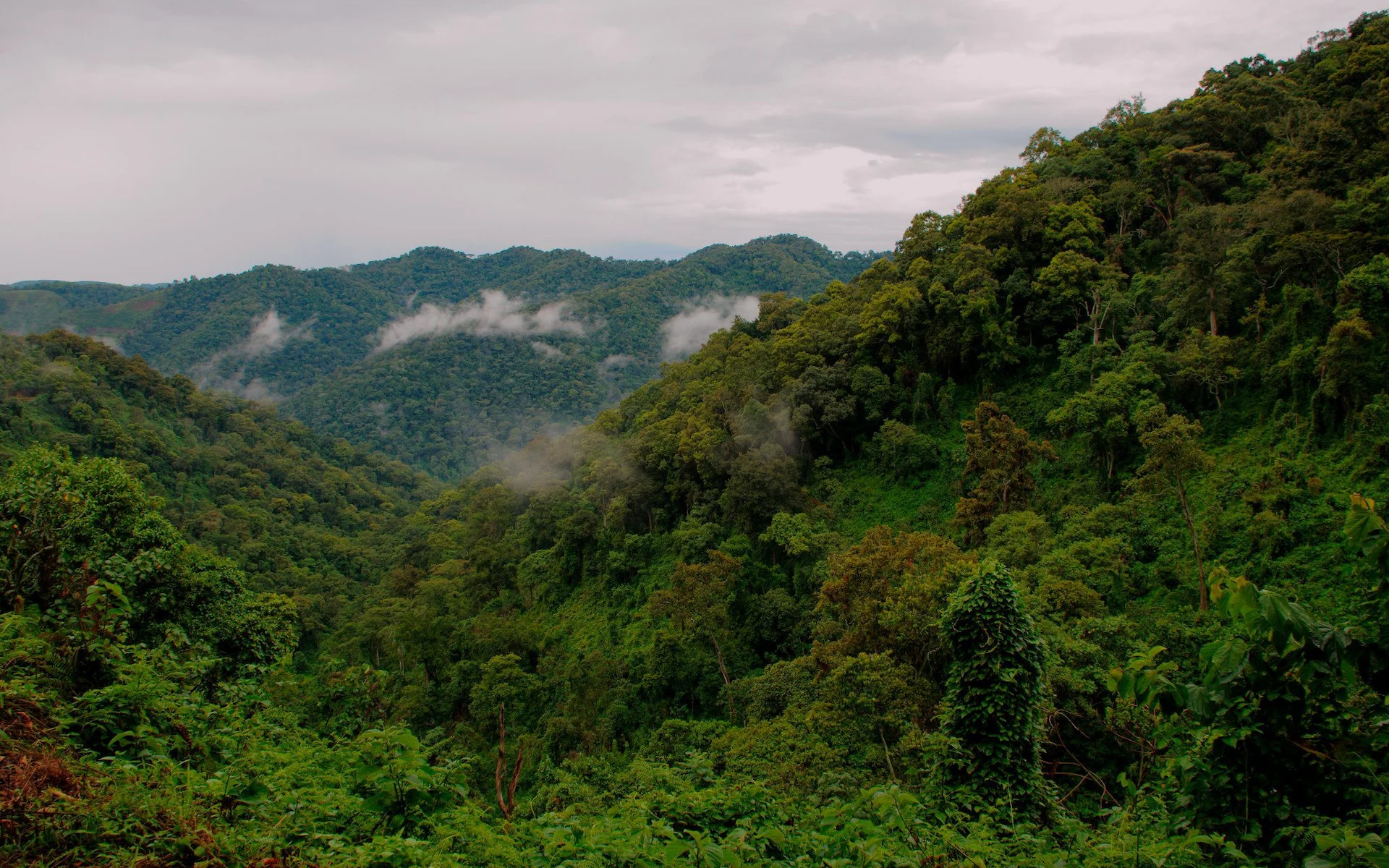 Bwindi Impenetrable National Park — photo 3