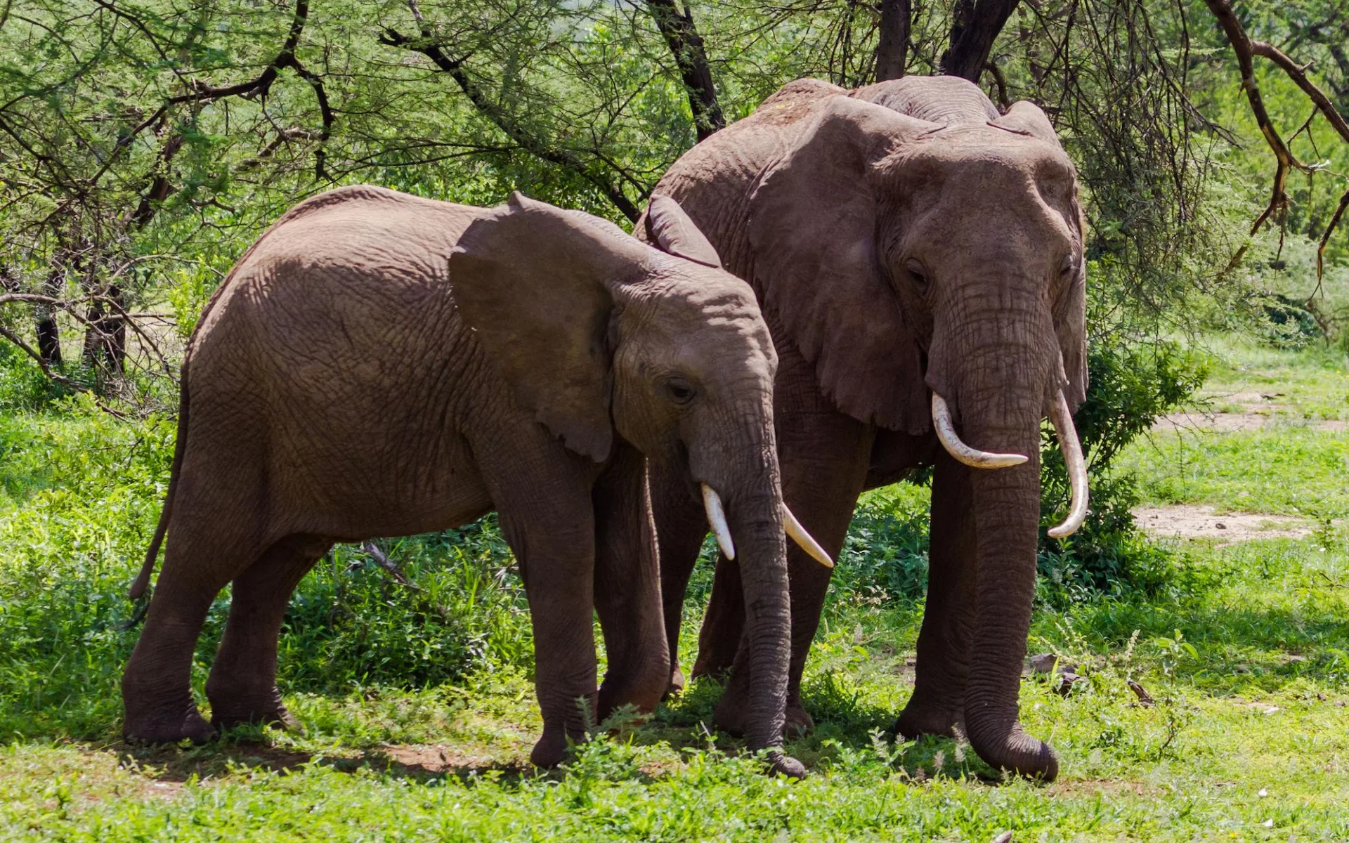 Lake Manyara National Park — photo 7