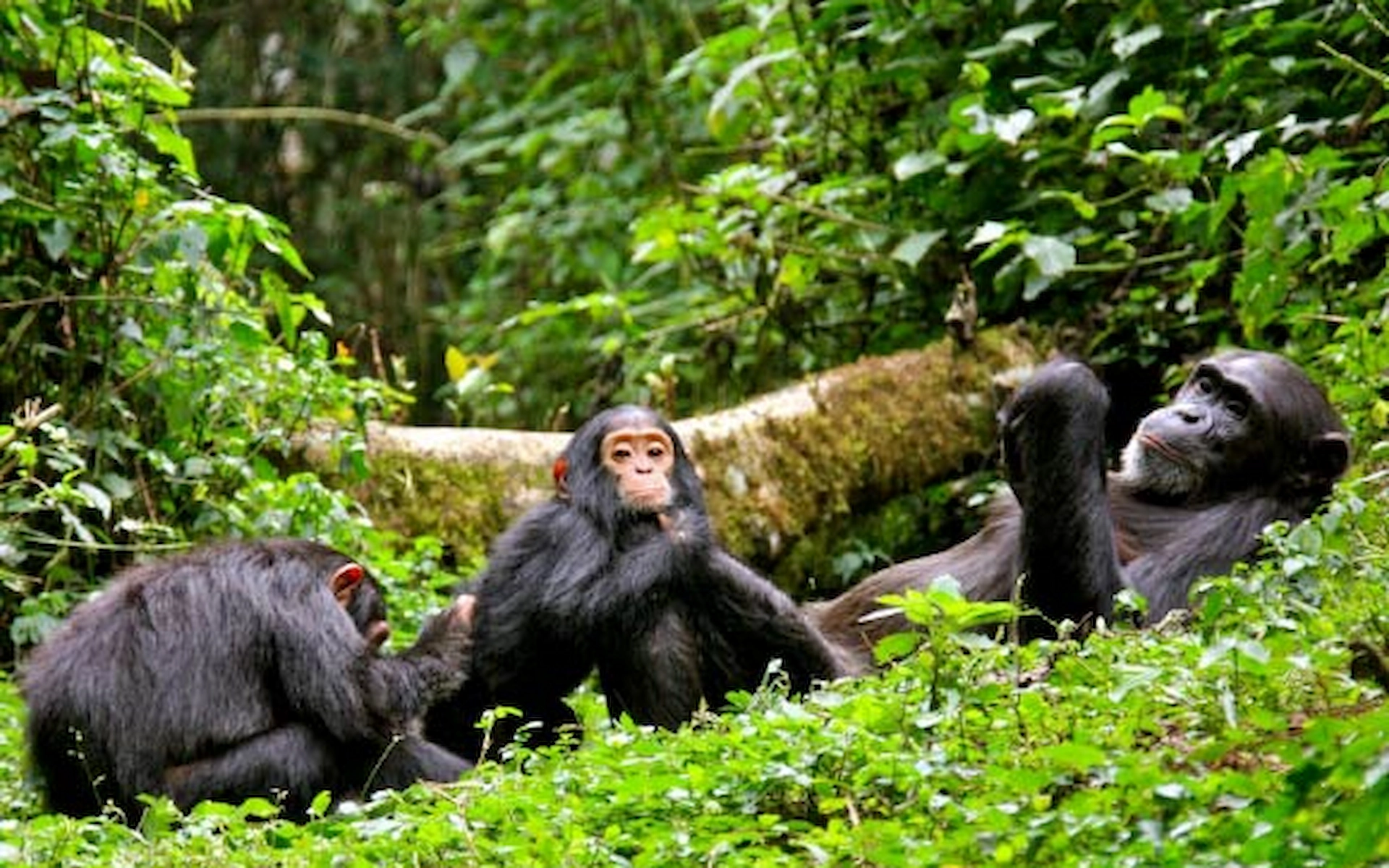  Kibale National Park — photo 4