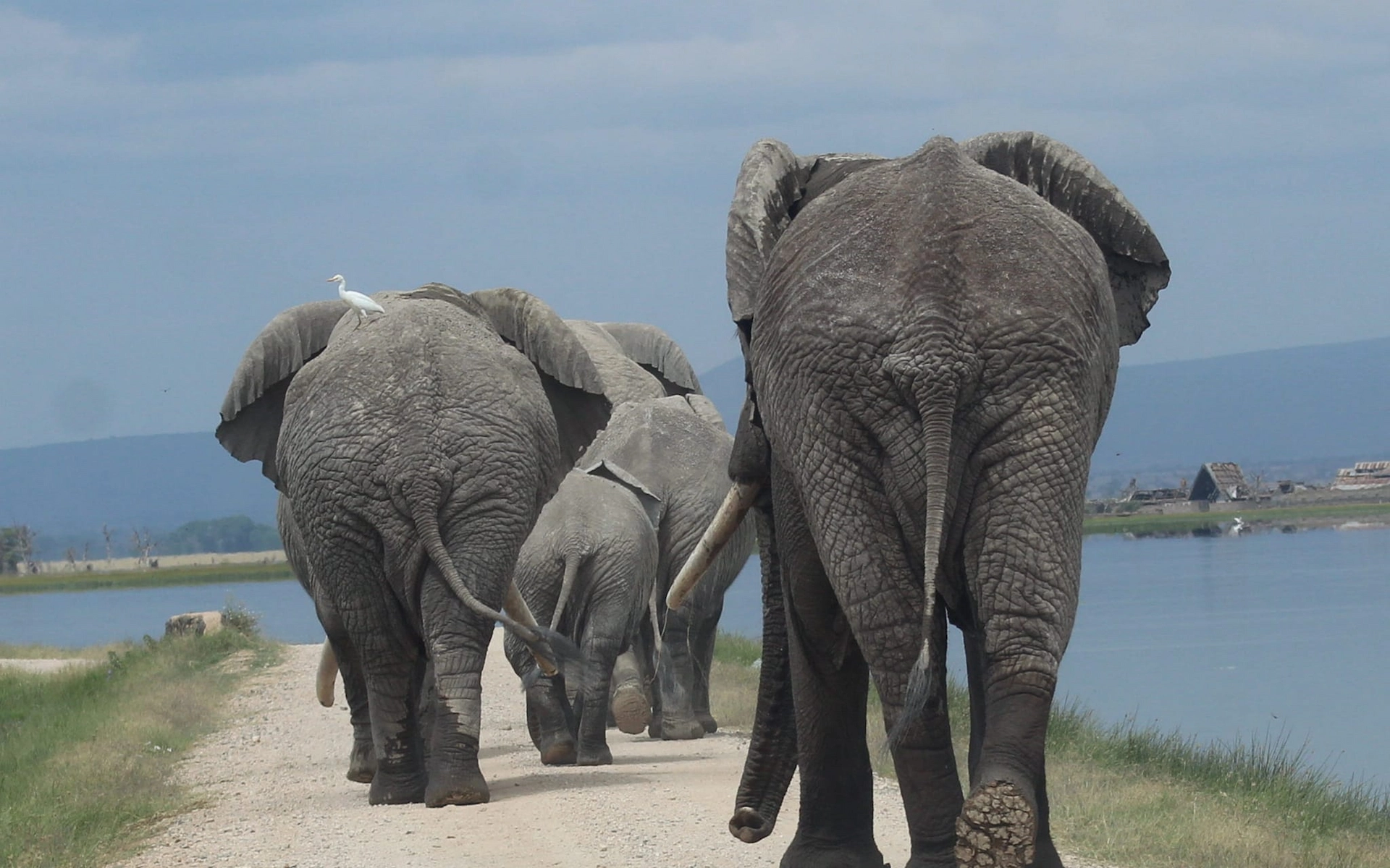 Amboseli National Park — photo 2