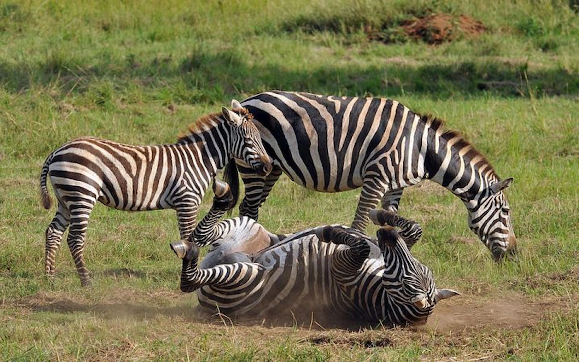  Kidepo Valley National Park — photo 8
