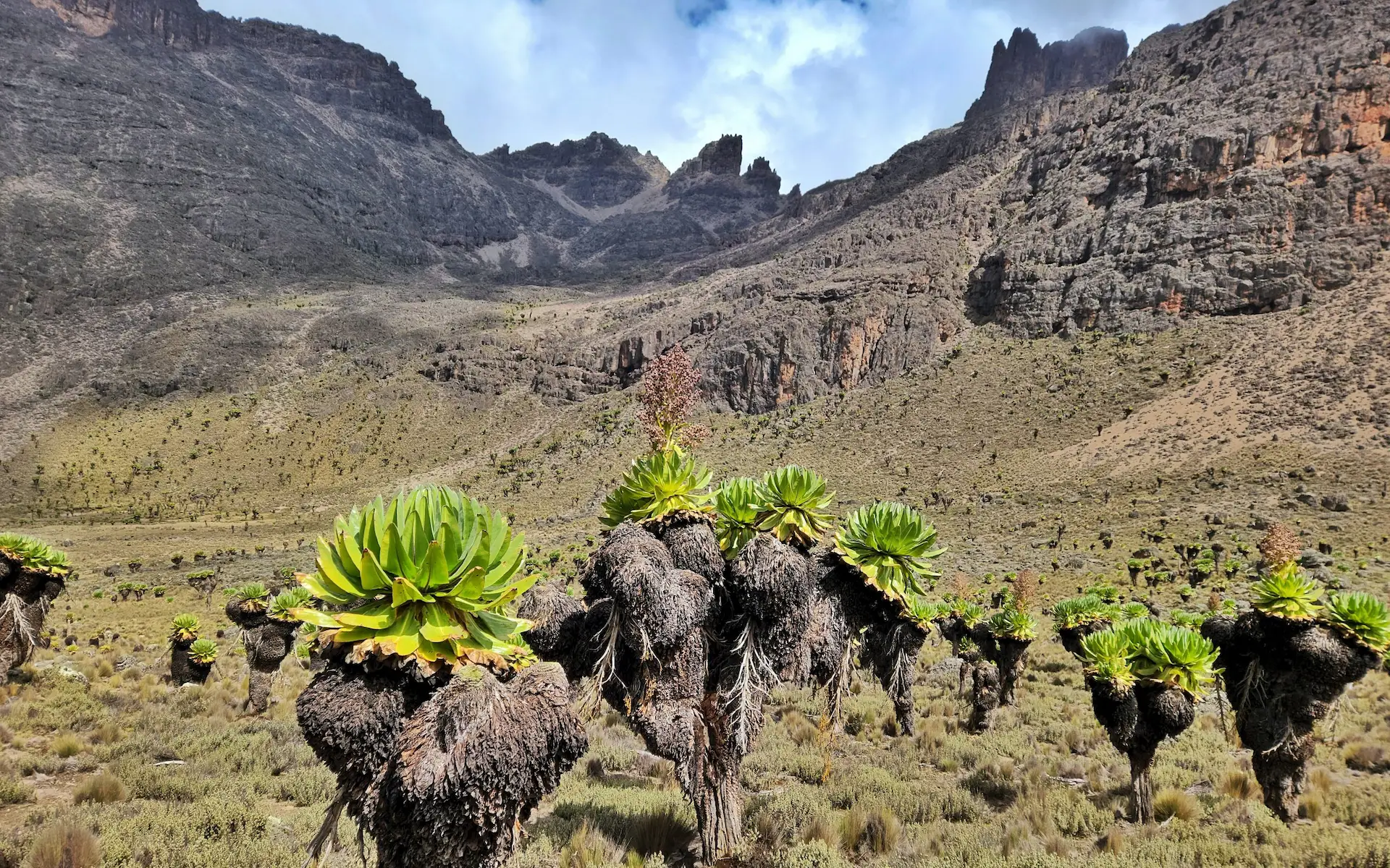 Mount Kenya National Park — photo 1