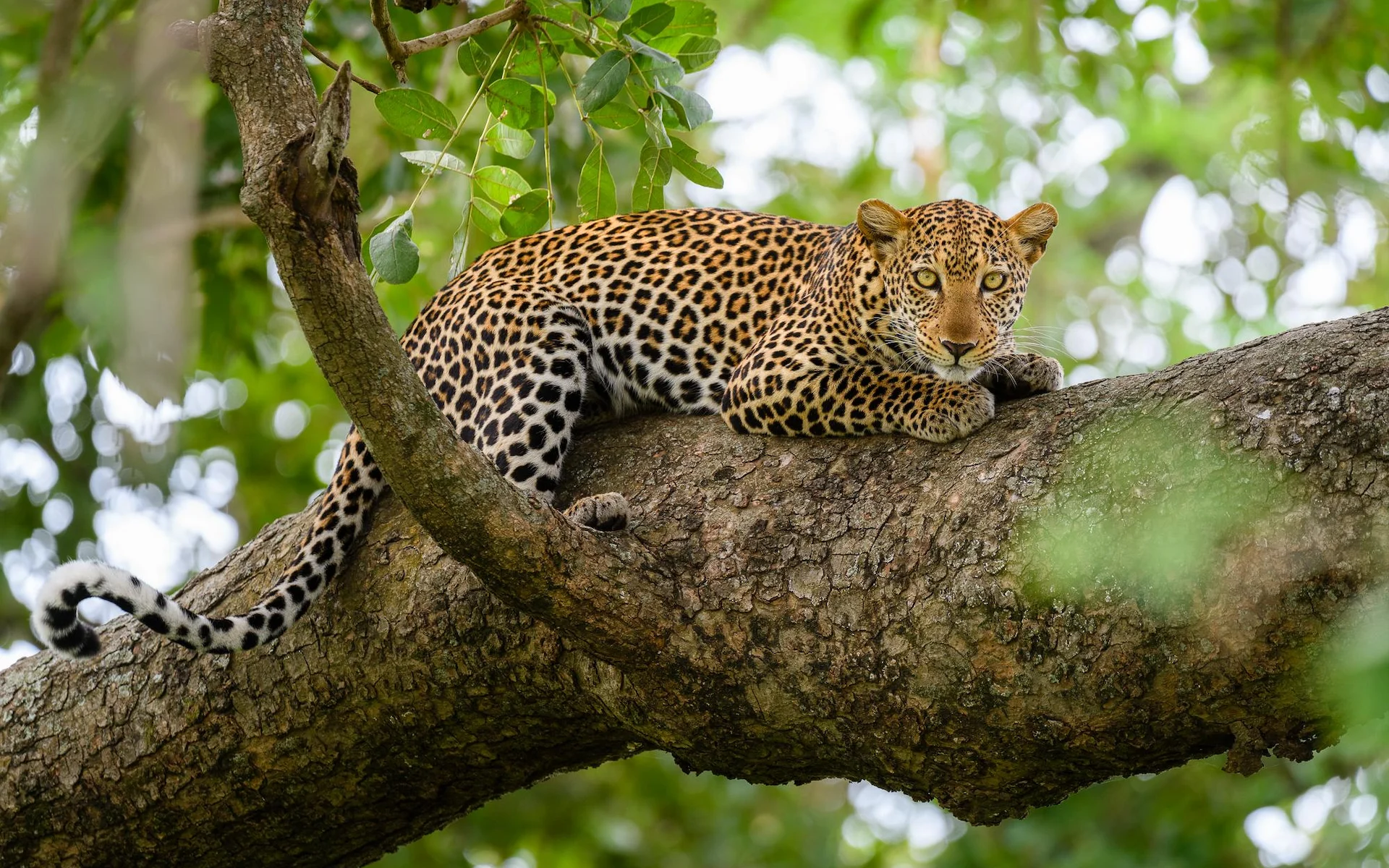  Murchison Falls National Park — photo 3