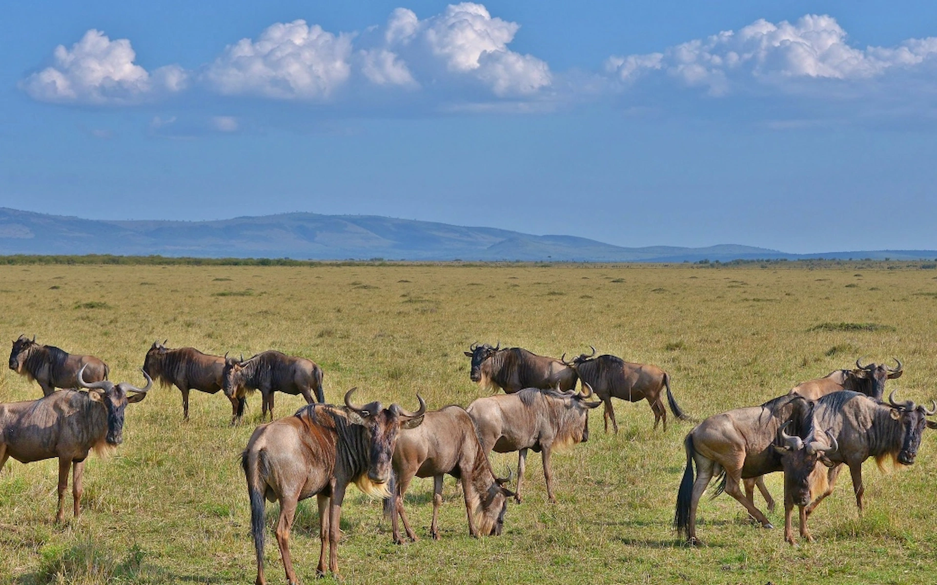 Maasai Mara National Reserve  — photo 11