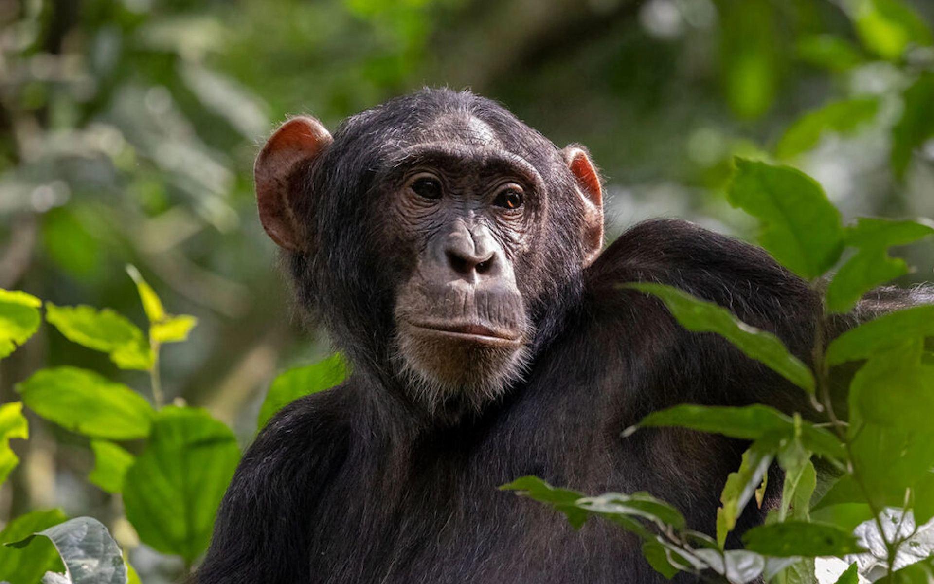 Kibale National Park (Chimps) — photo 3