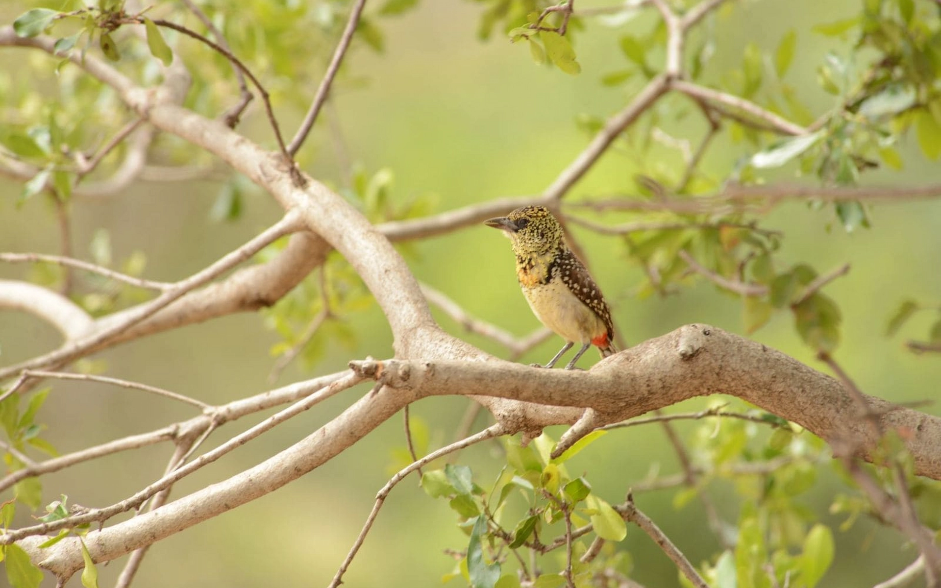 Maasai Mara National Reserve  — photo 1