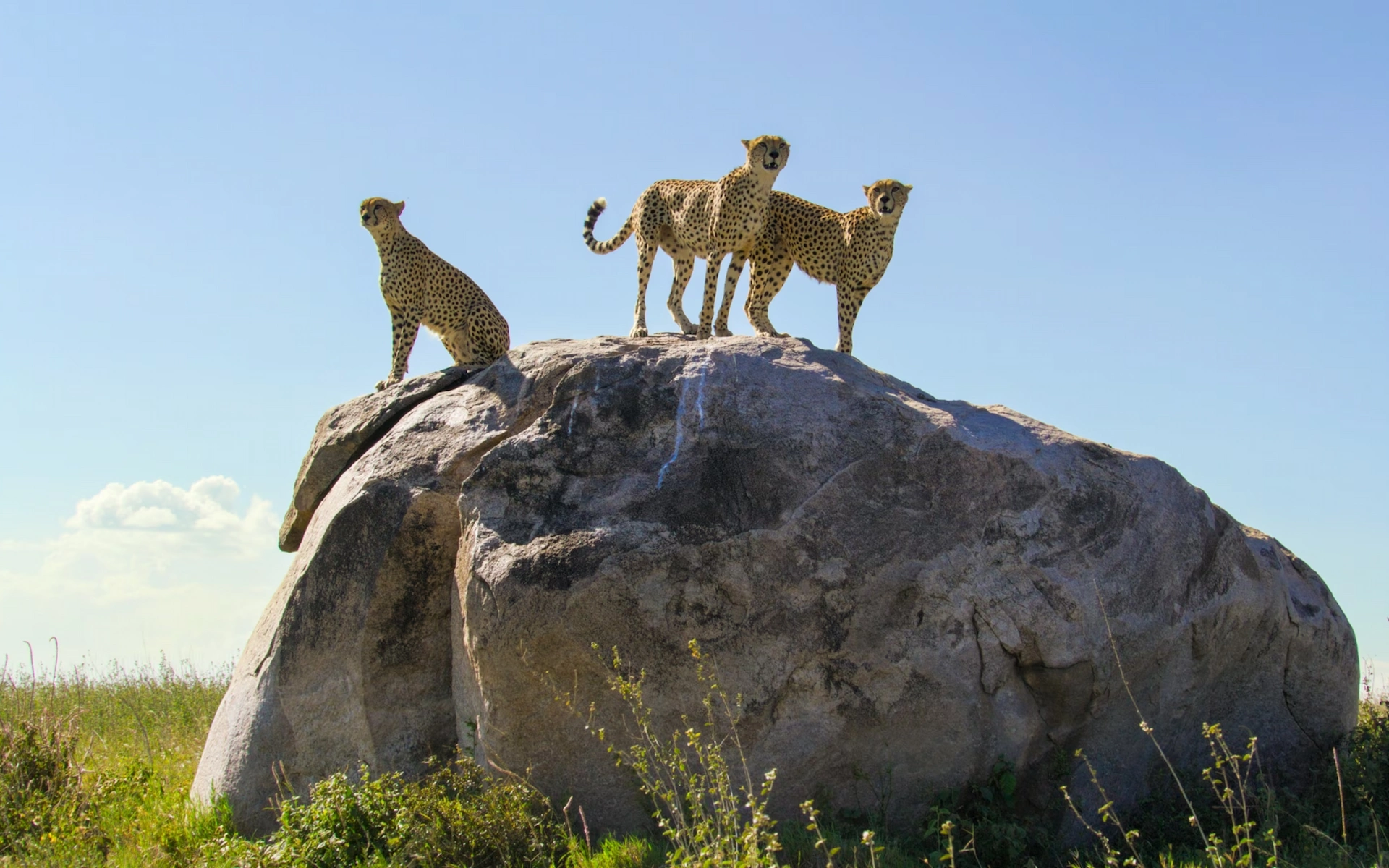 Serengeti National Park — photo 1