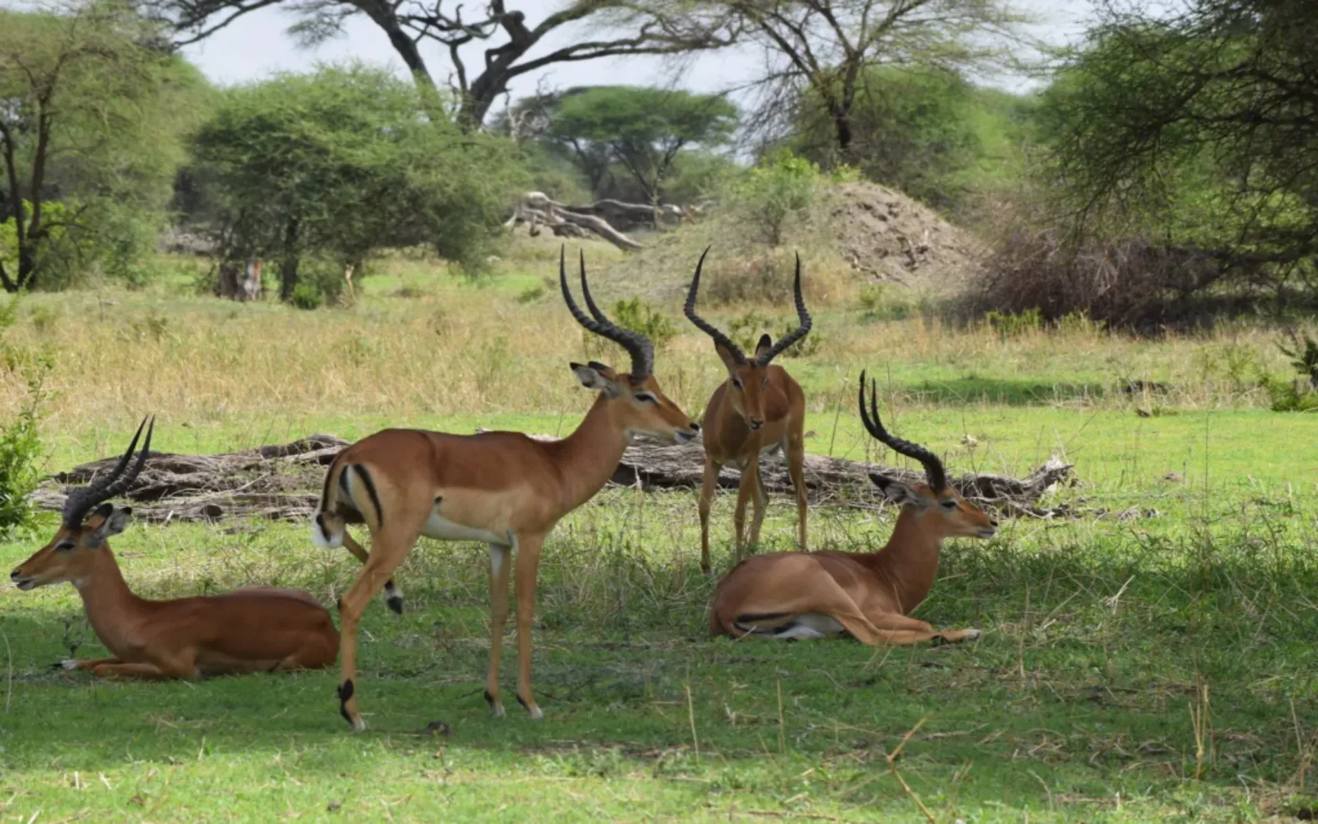 6 Days Classic Tanzania Wildlife Safari