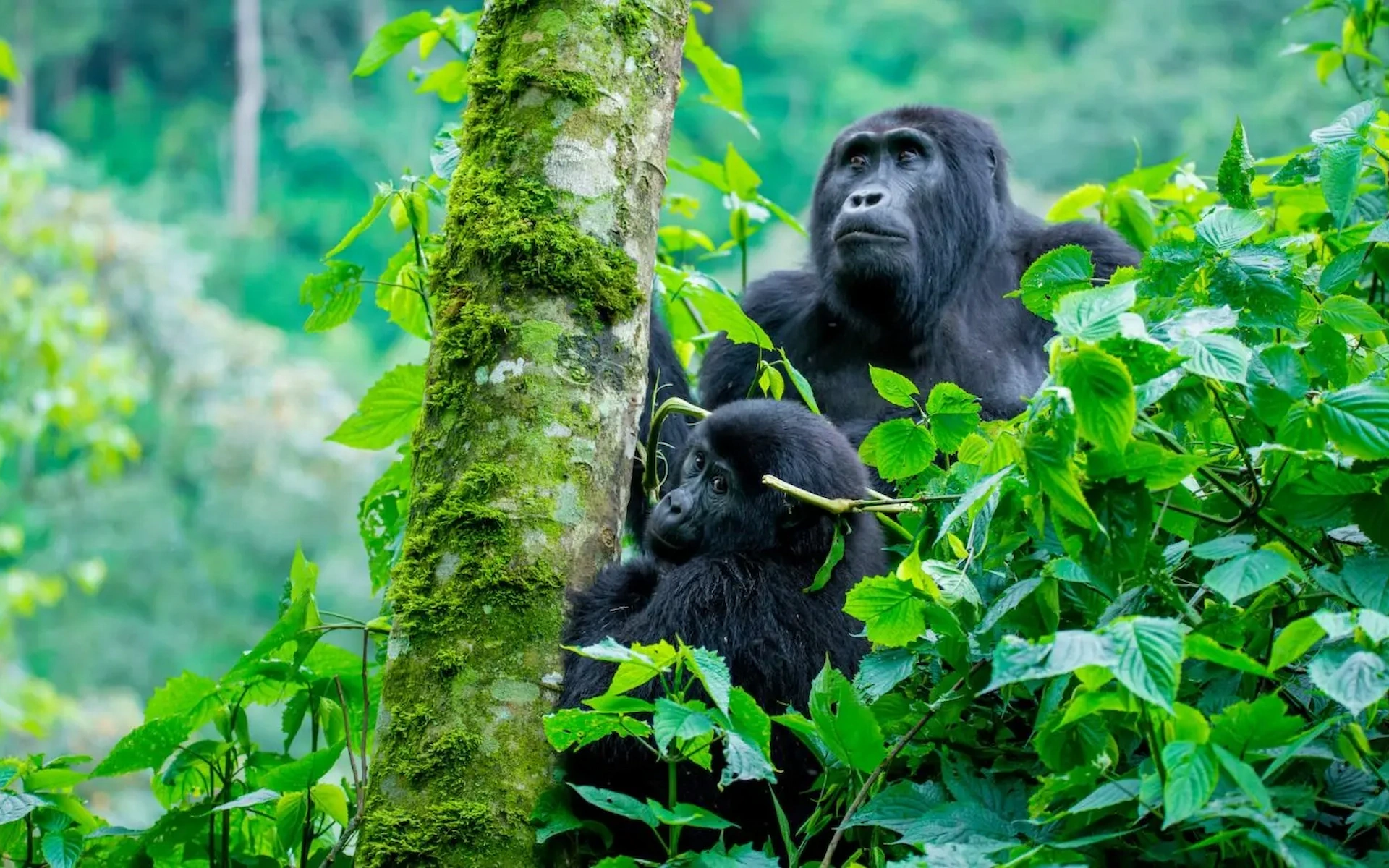 3-Days Gorilla Trekking Tour in Uganda