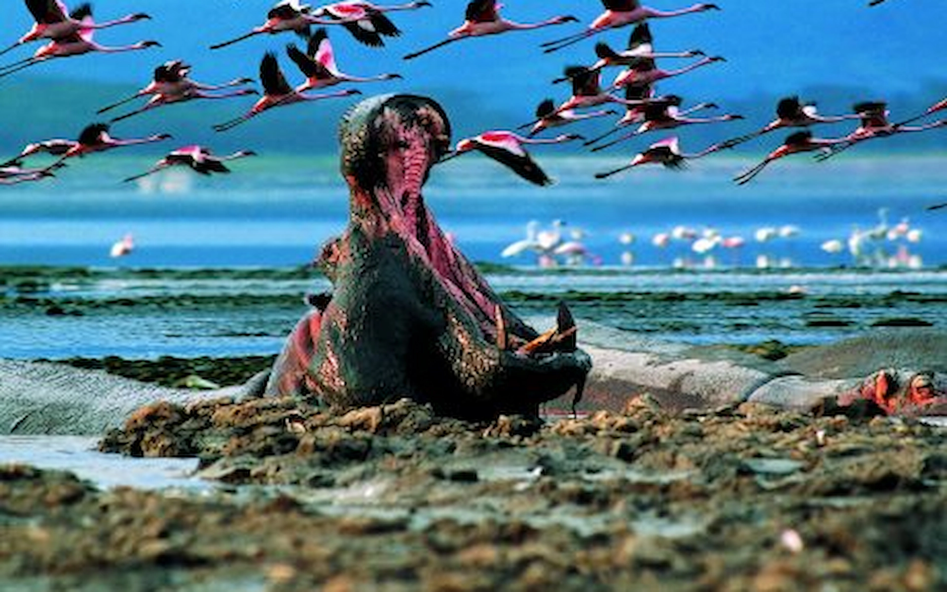  Lake Nakuru National Park