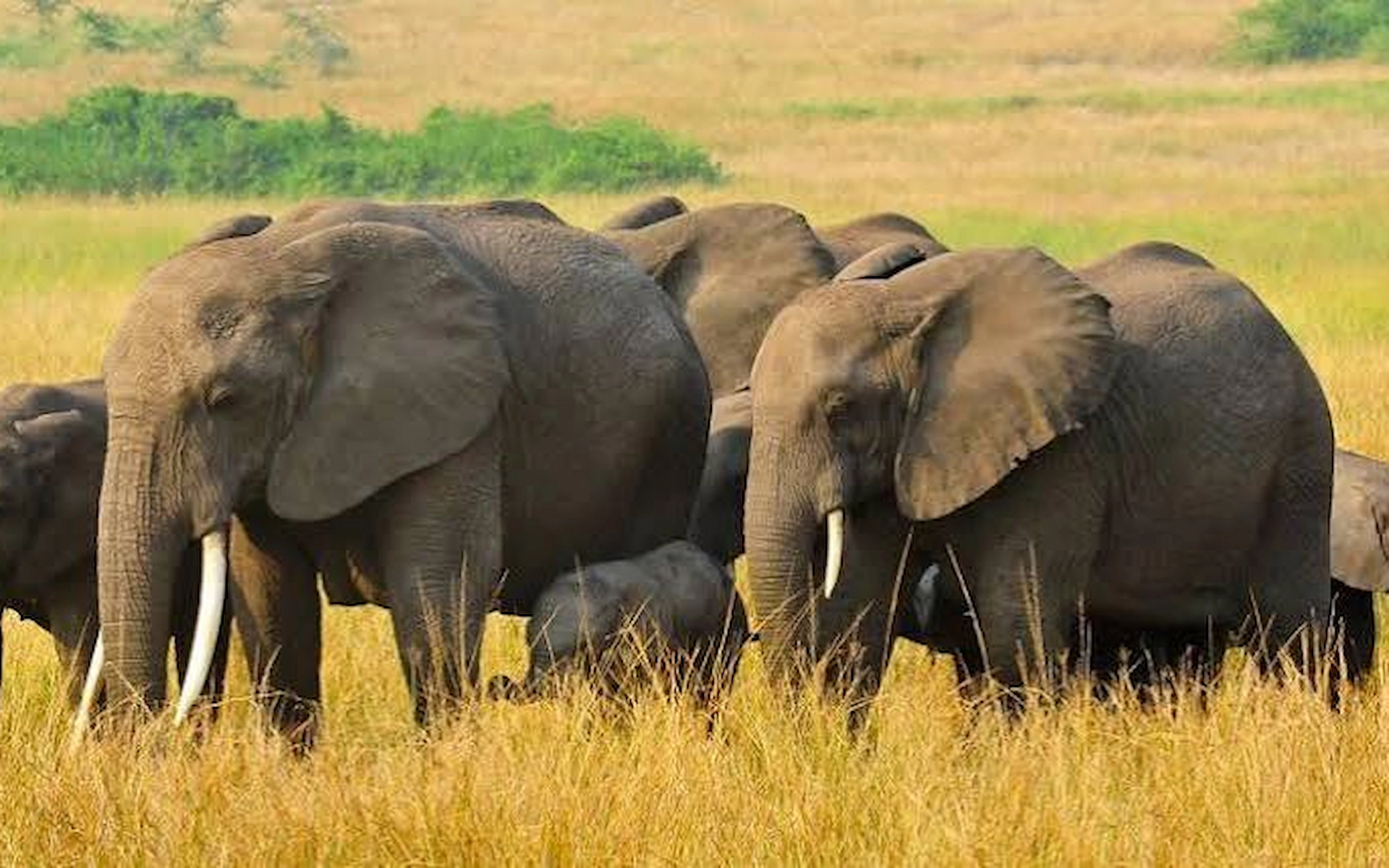 Pick Up and Transfer to Queen Elizabeth National Park