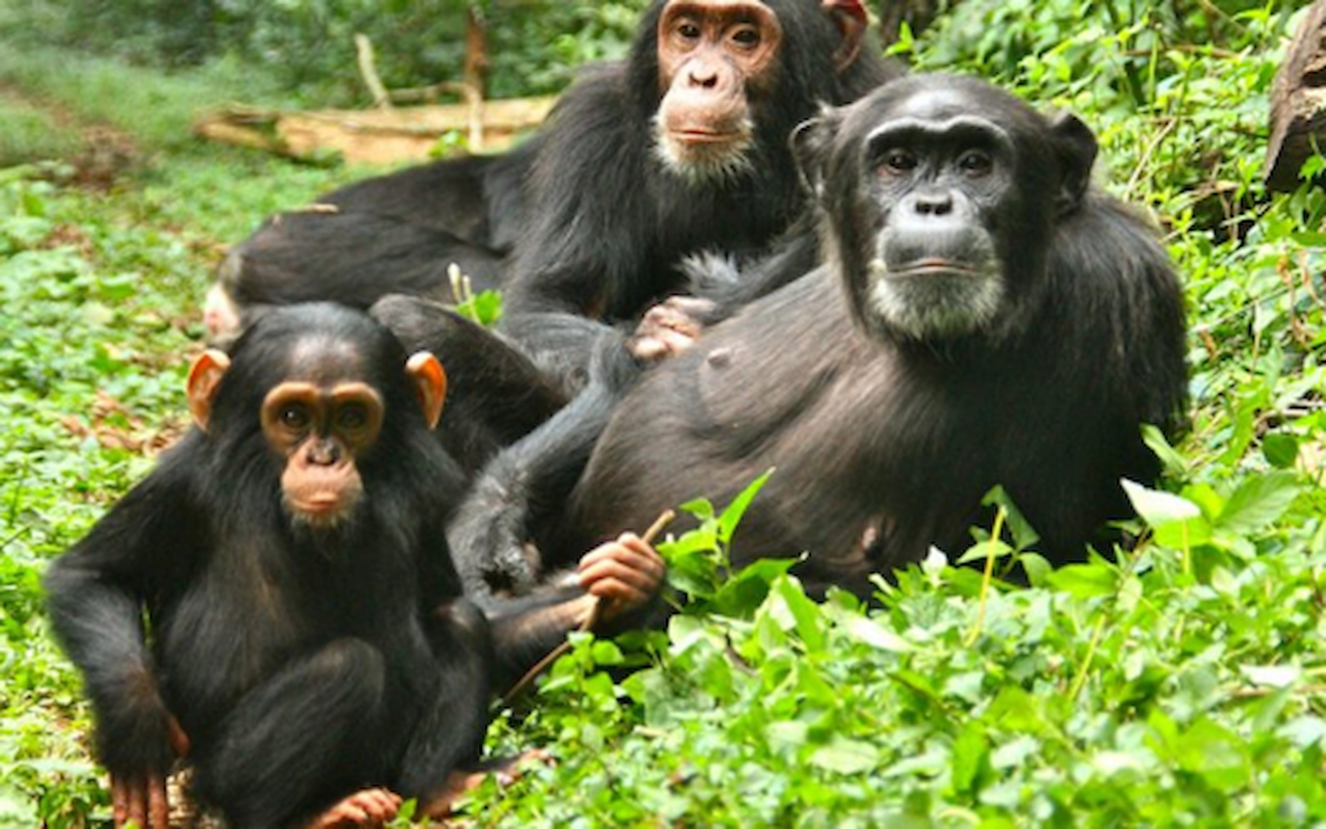 5-Days Gorillas Chimpanzee and Wildlife Safari in Uganda