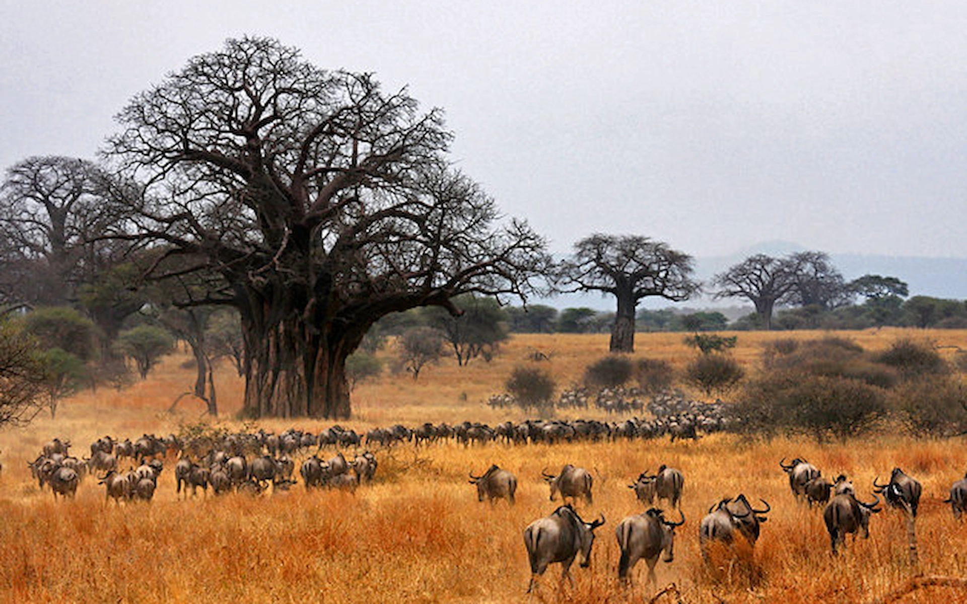 Arusha to Tarangire National Park