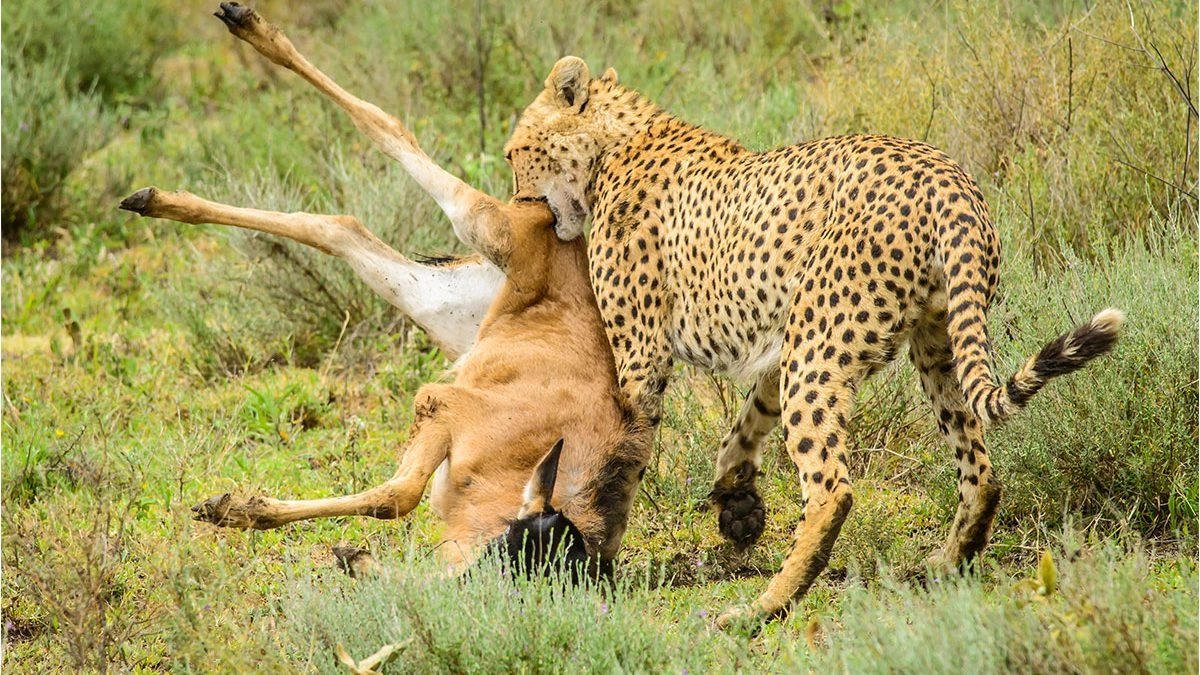 Serengeti National Park to Ngorongoro Crater