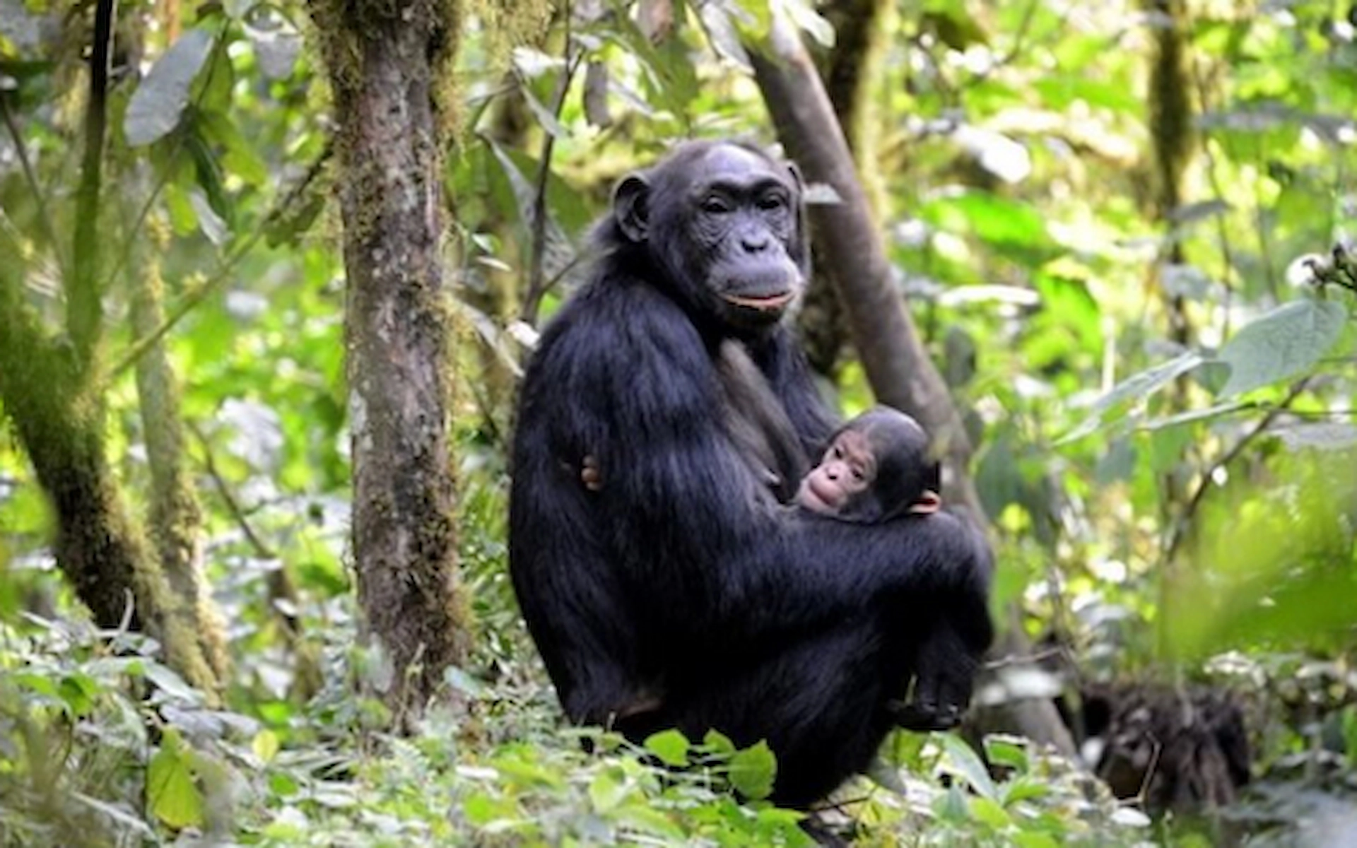 Chimpanzees Trekking and Afternoon boat cruise