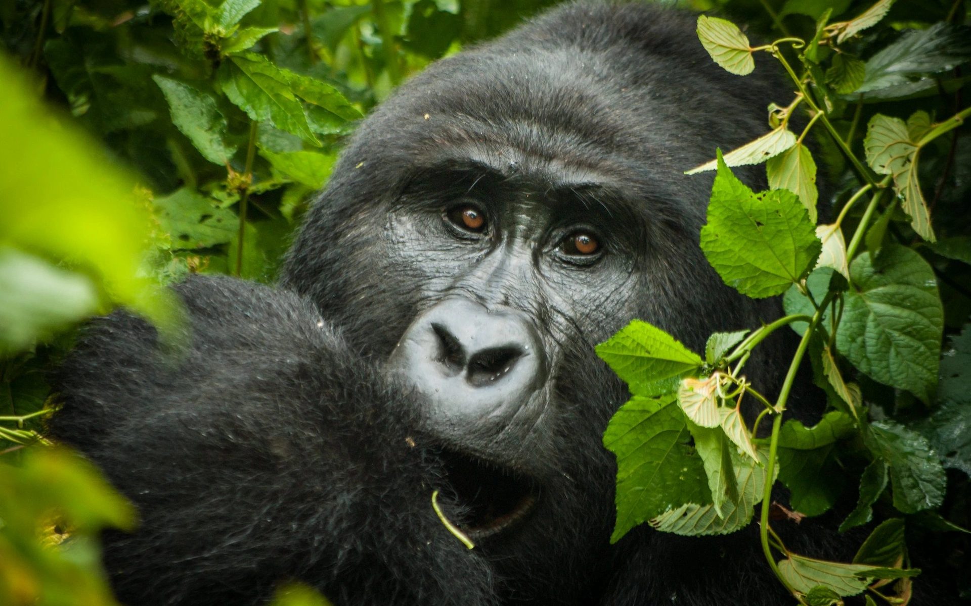 Bwindi Impenetrable National Park