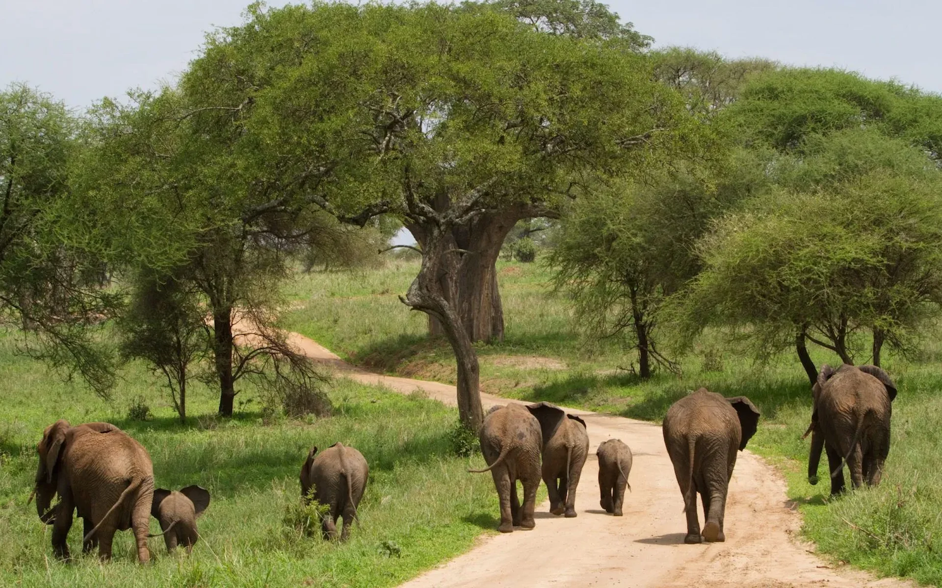 Departure from Entebbe Airport, then arrival in Arusha, Tanzania, Doing Day & Night game Drive in Tarangire