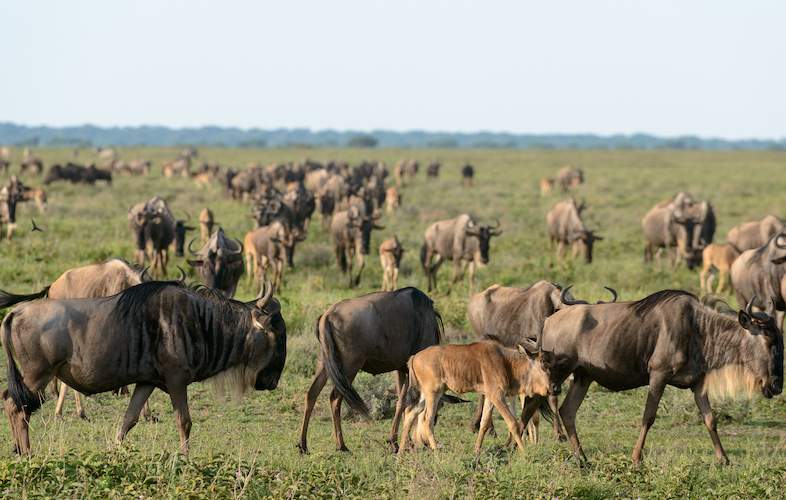  Karatu –Serengeti National Park