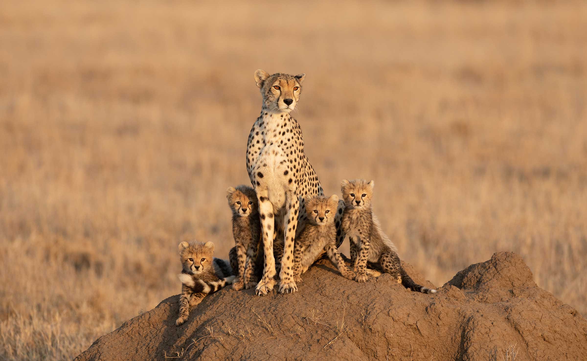 Transfer to Serengeti National Park & Afternoon Safari