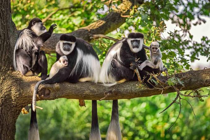 1-Day Trip to Arusha National Park from Arusha