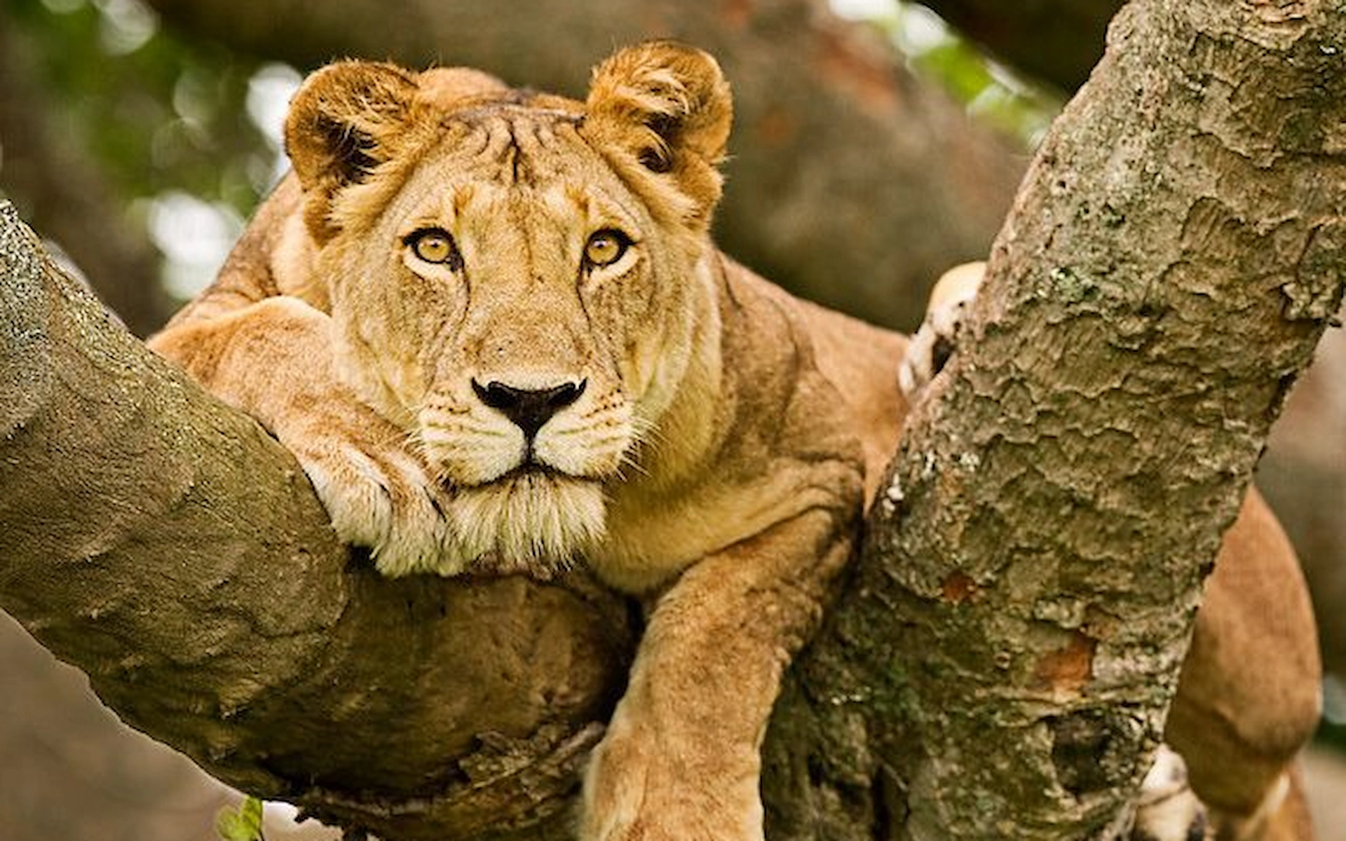 Queen Elizabeth National Park