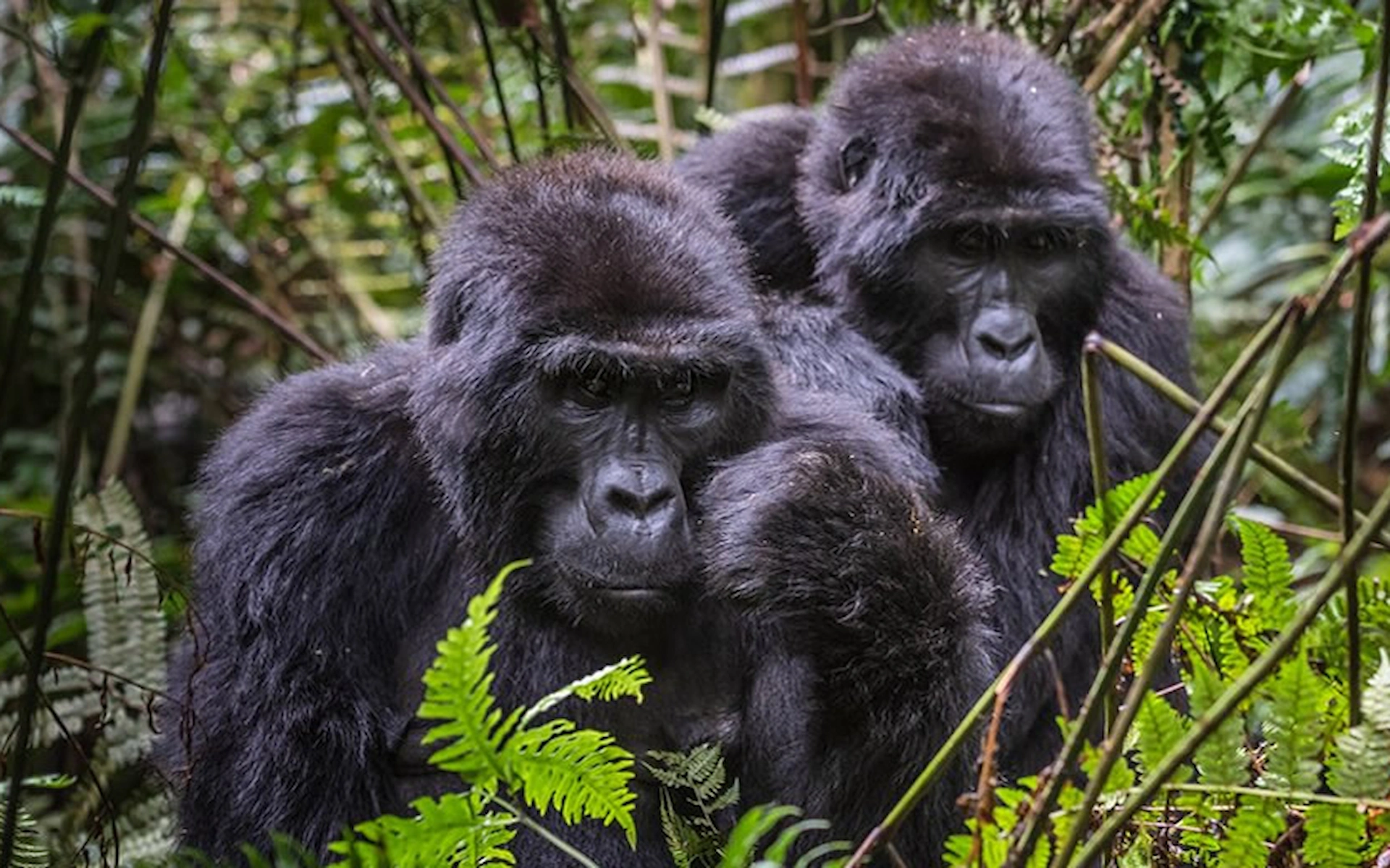 Gorilla Trekking in Bwindi Impenetrable National Park