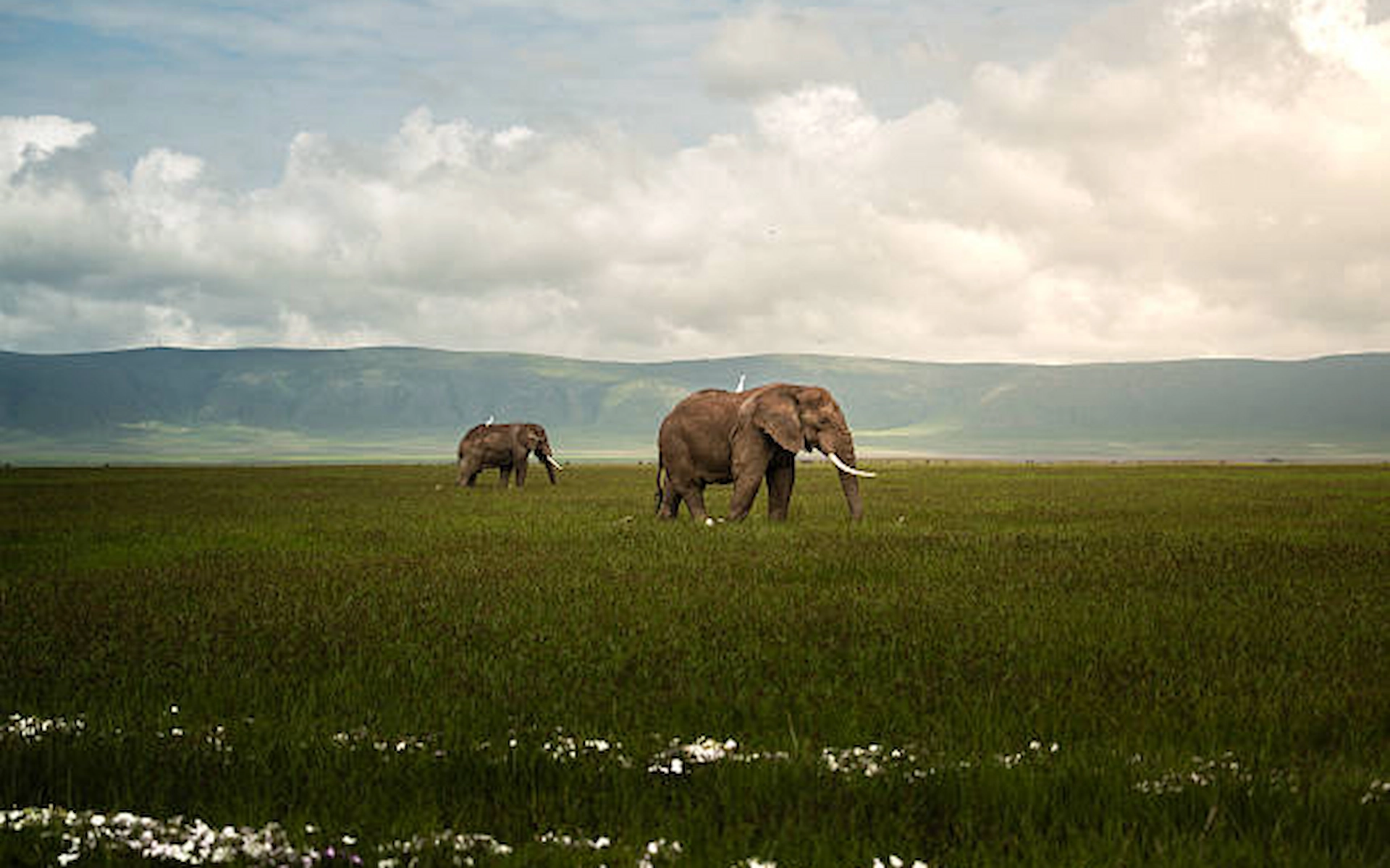 Serengeti to Ngorongoro Crater
