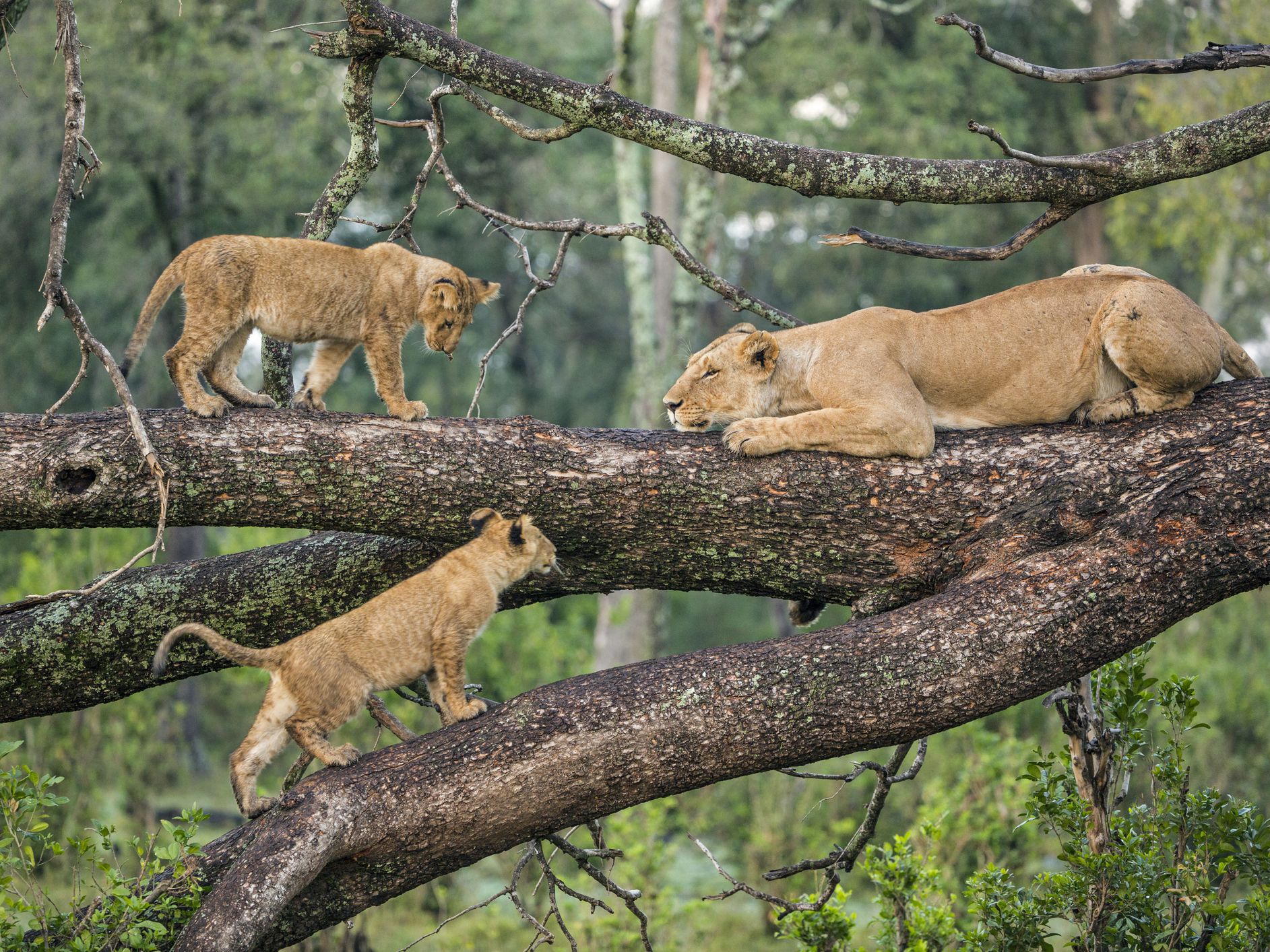 Karatu- Lake Manyara National Park