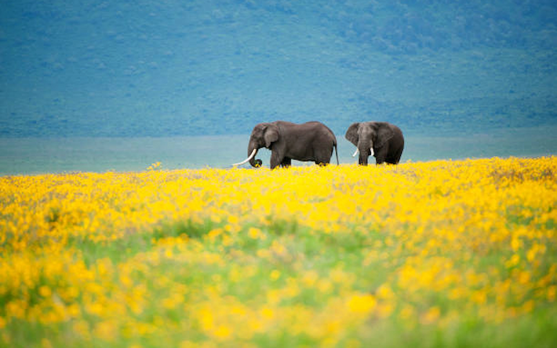 6-Day Tanzania Tour, Experience Wildlife and Nature