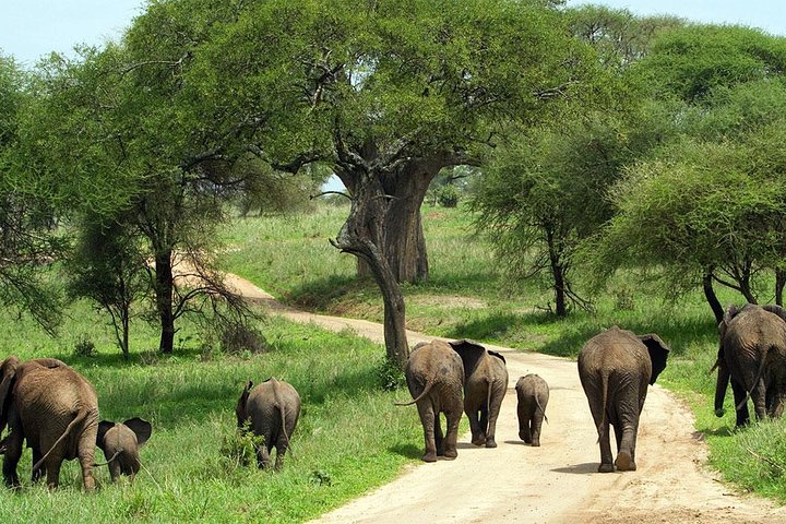 Arusha –Tarangire National Park