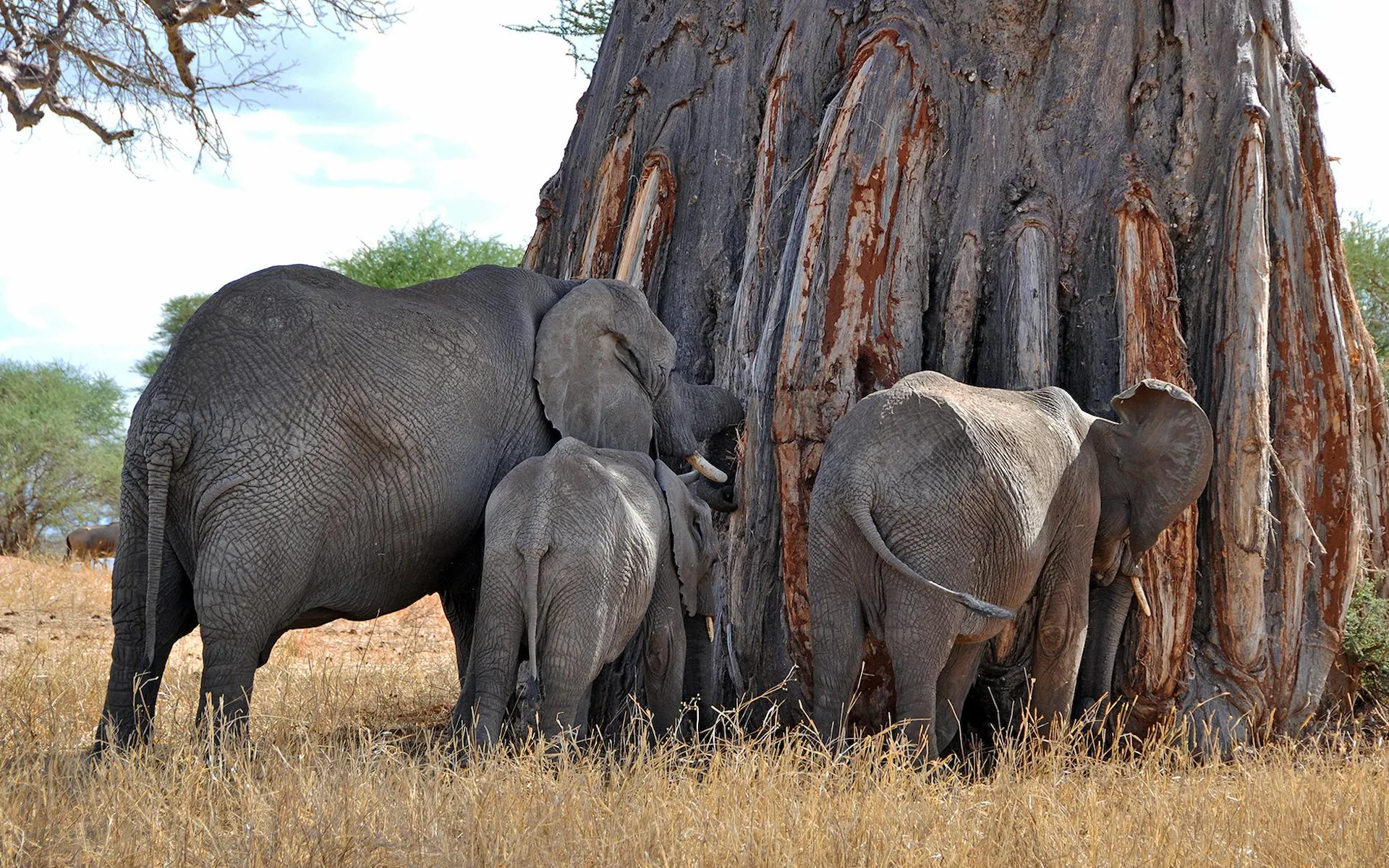 Tarangire National Park