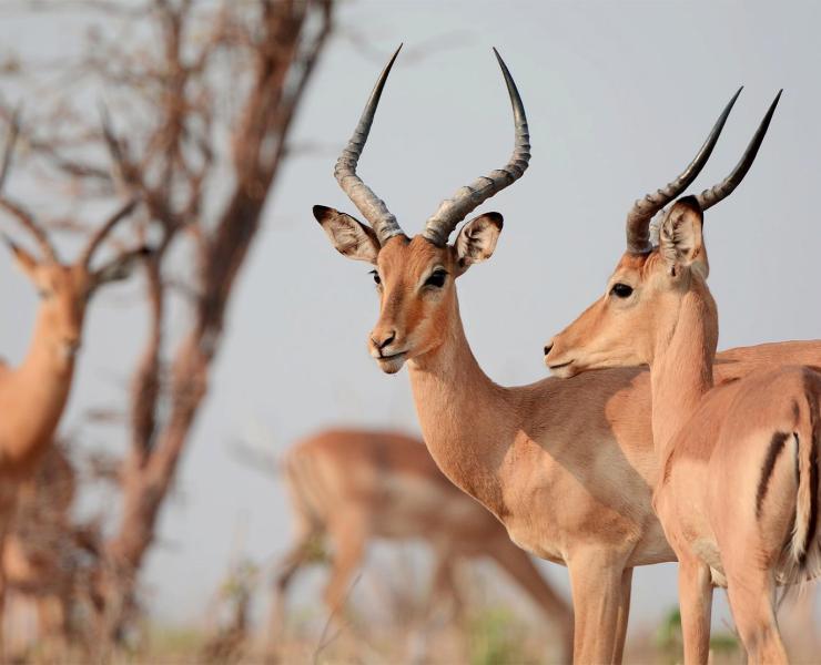 Arusha to Karatu or Fly to Serengeti North (Kogatende Airstrip)
