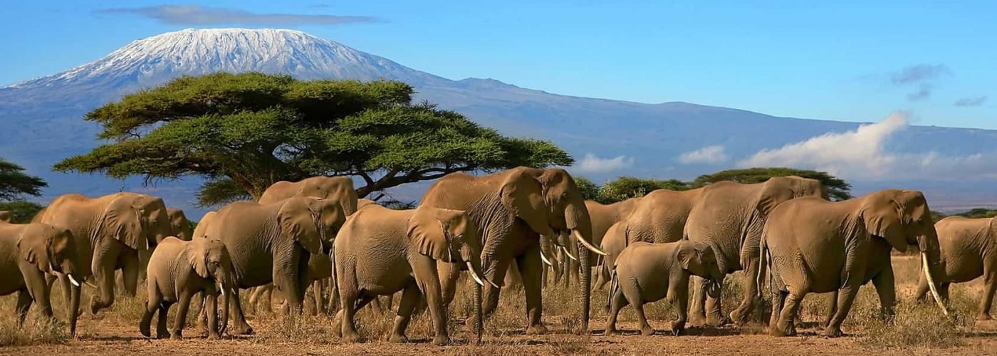 Transfer from Kilimanjaro Airport to Arusha