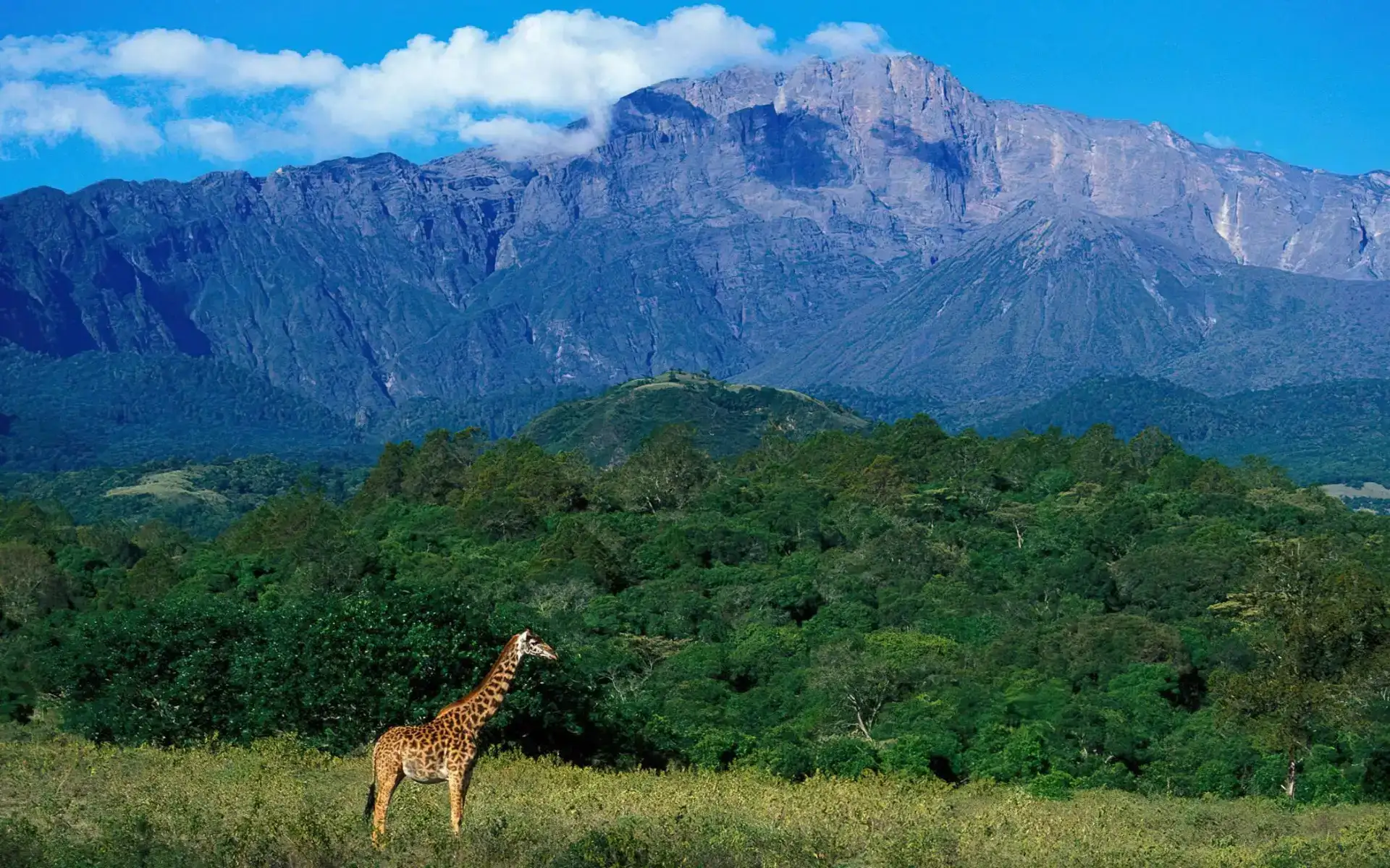 Day Trip to Arusha National Park from Arusha