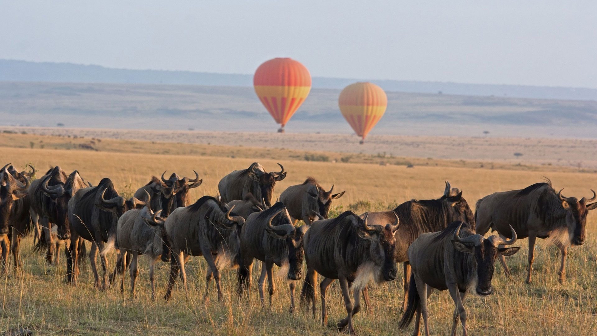 Full-Day Serengeti National Park